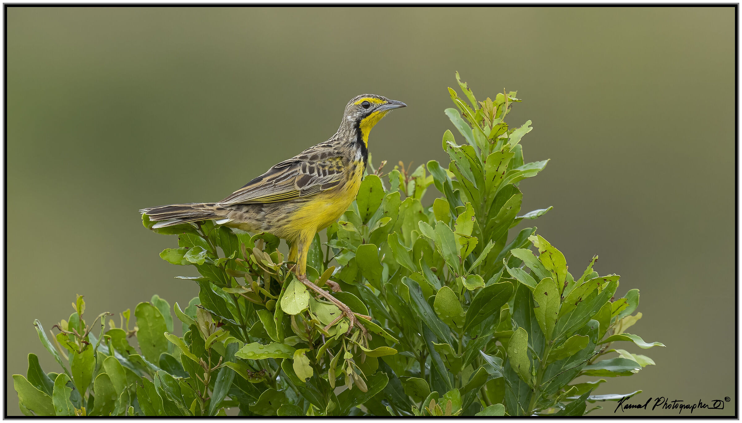 Yellow-throated longclaw