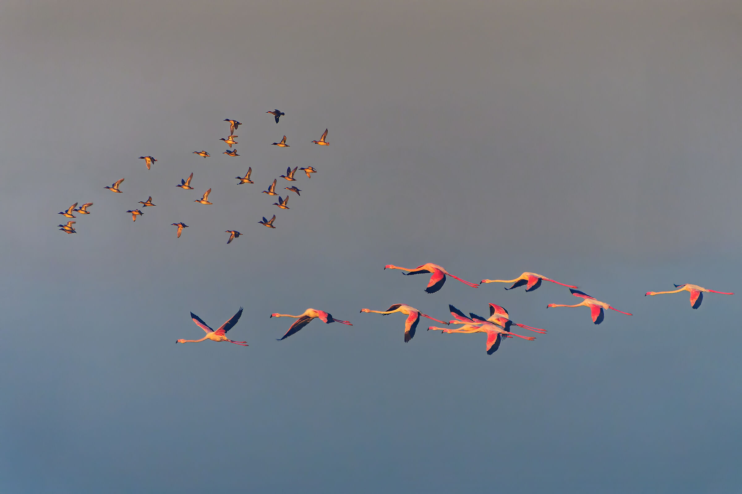 Fenicotteri e alzavole all'alba