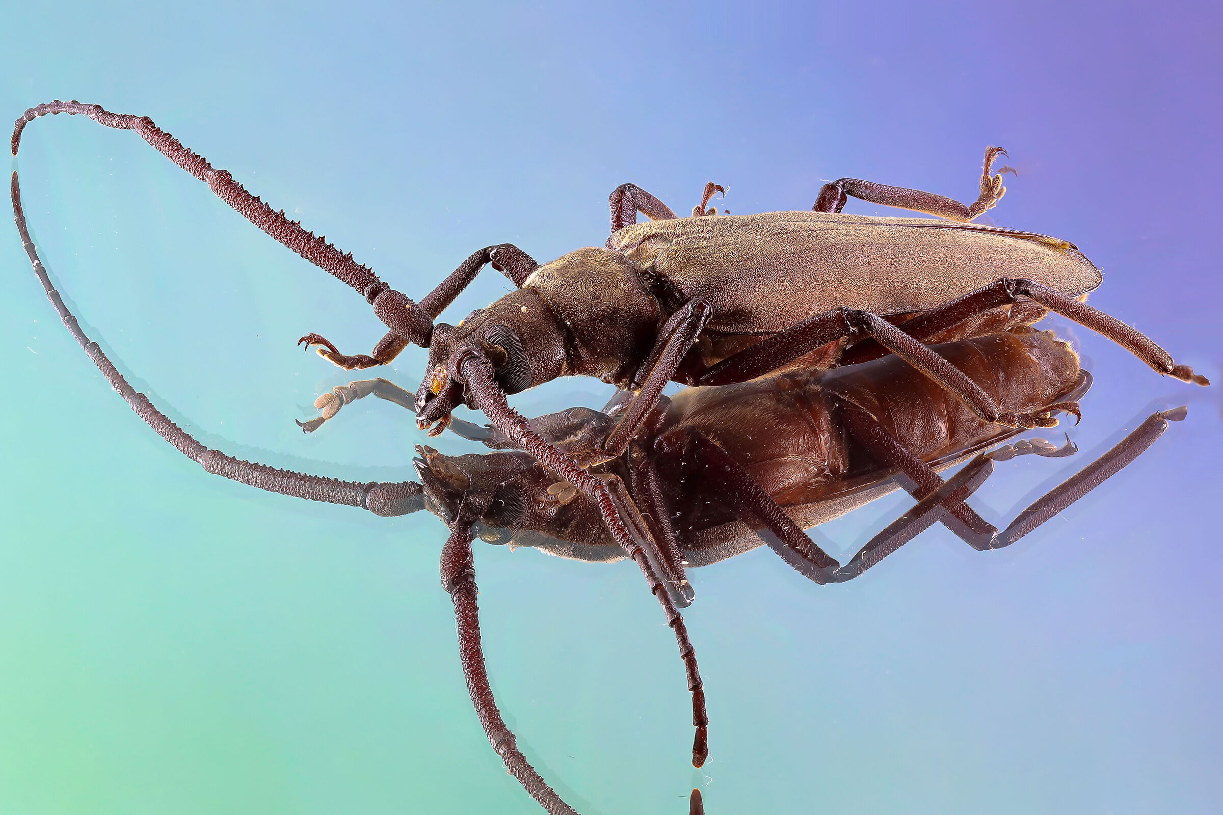 Aegosoma Scabricorne