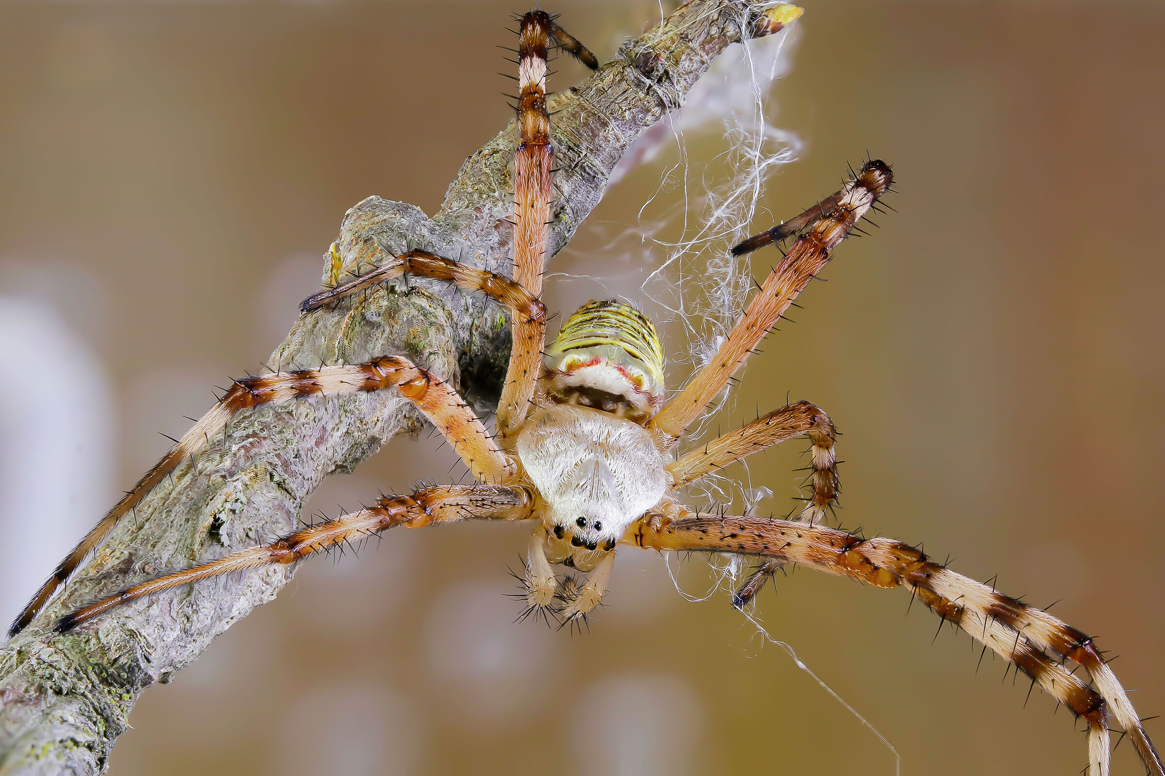 Argiope bruennichi