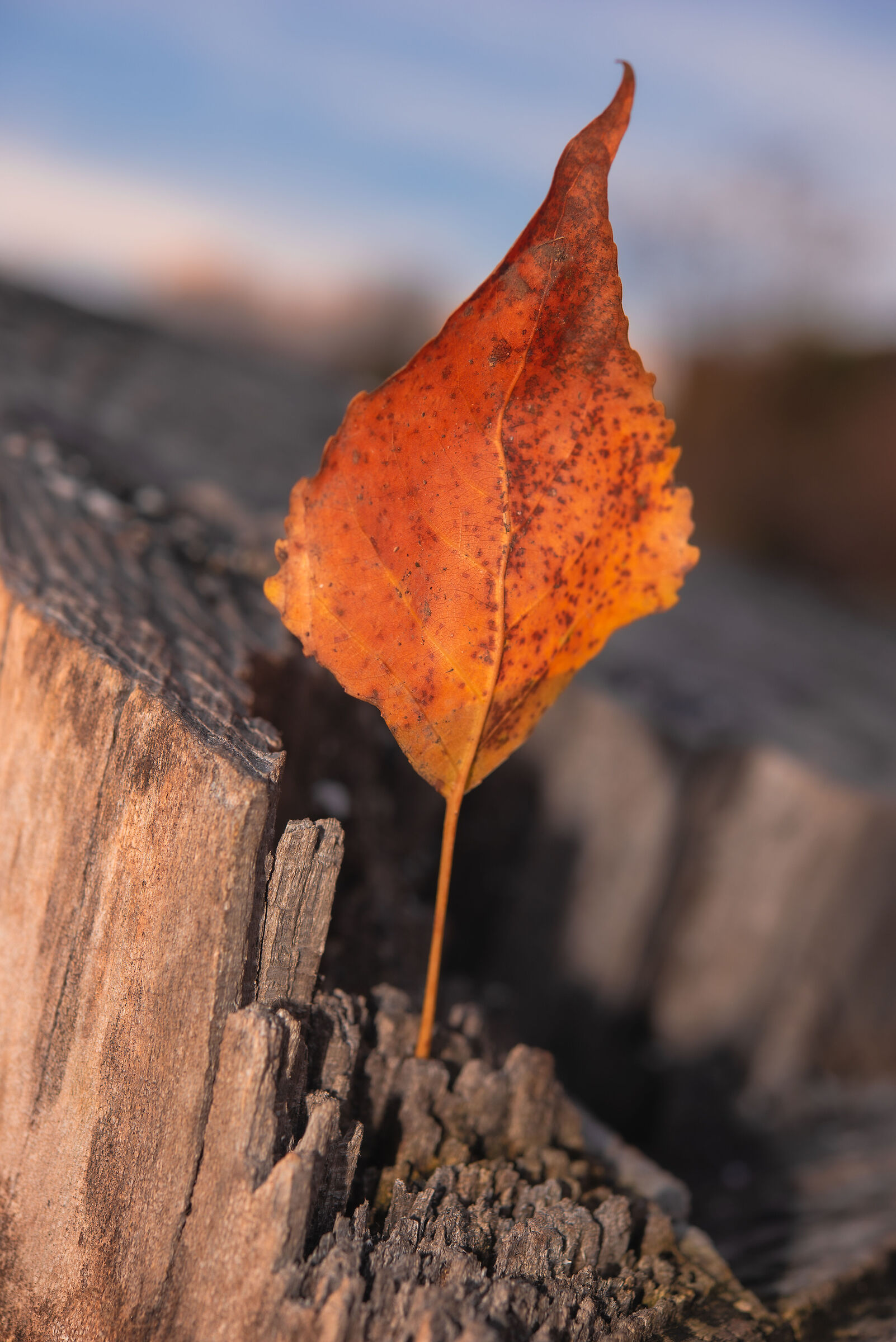 Leaf