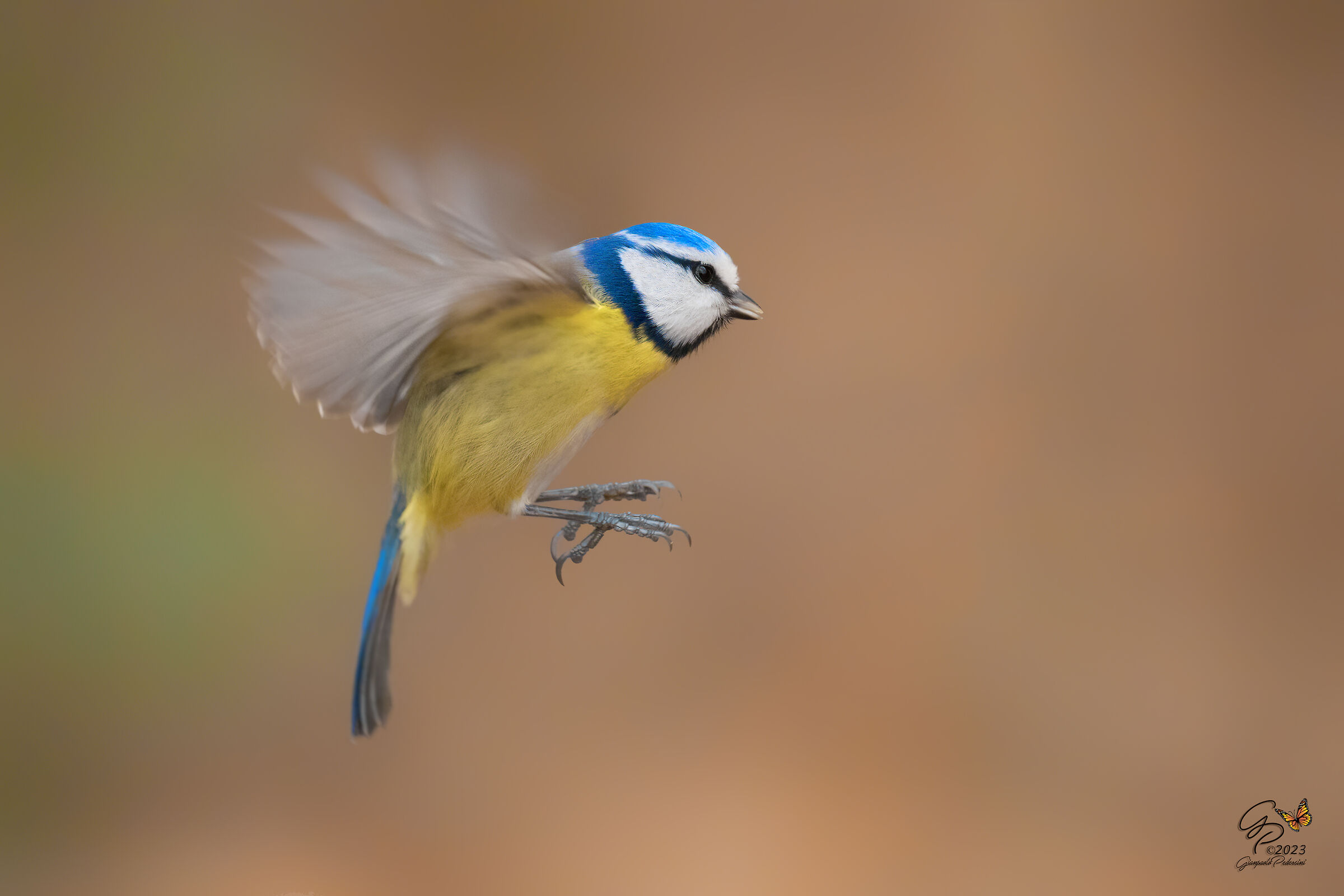 In volo