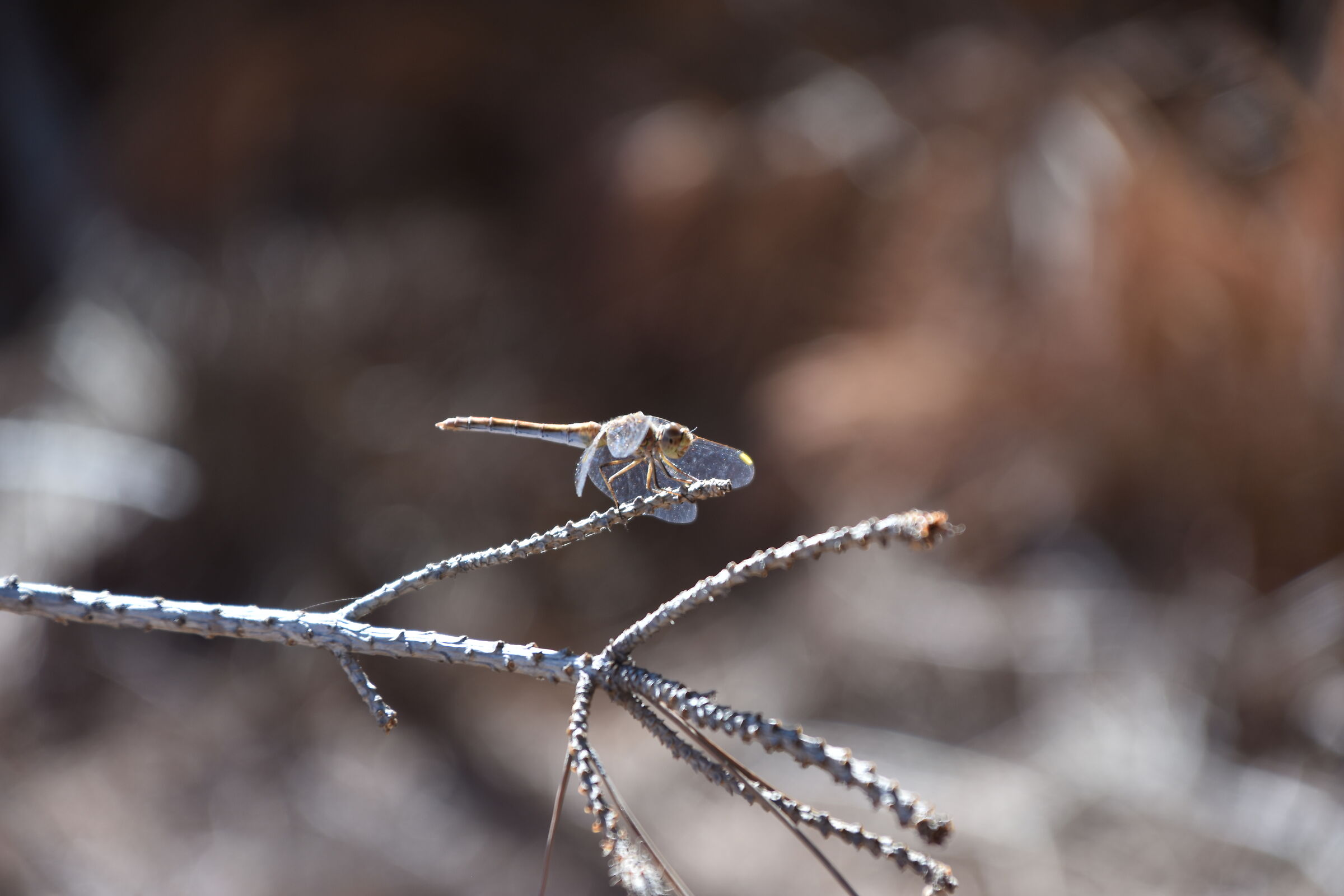 Fly free2