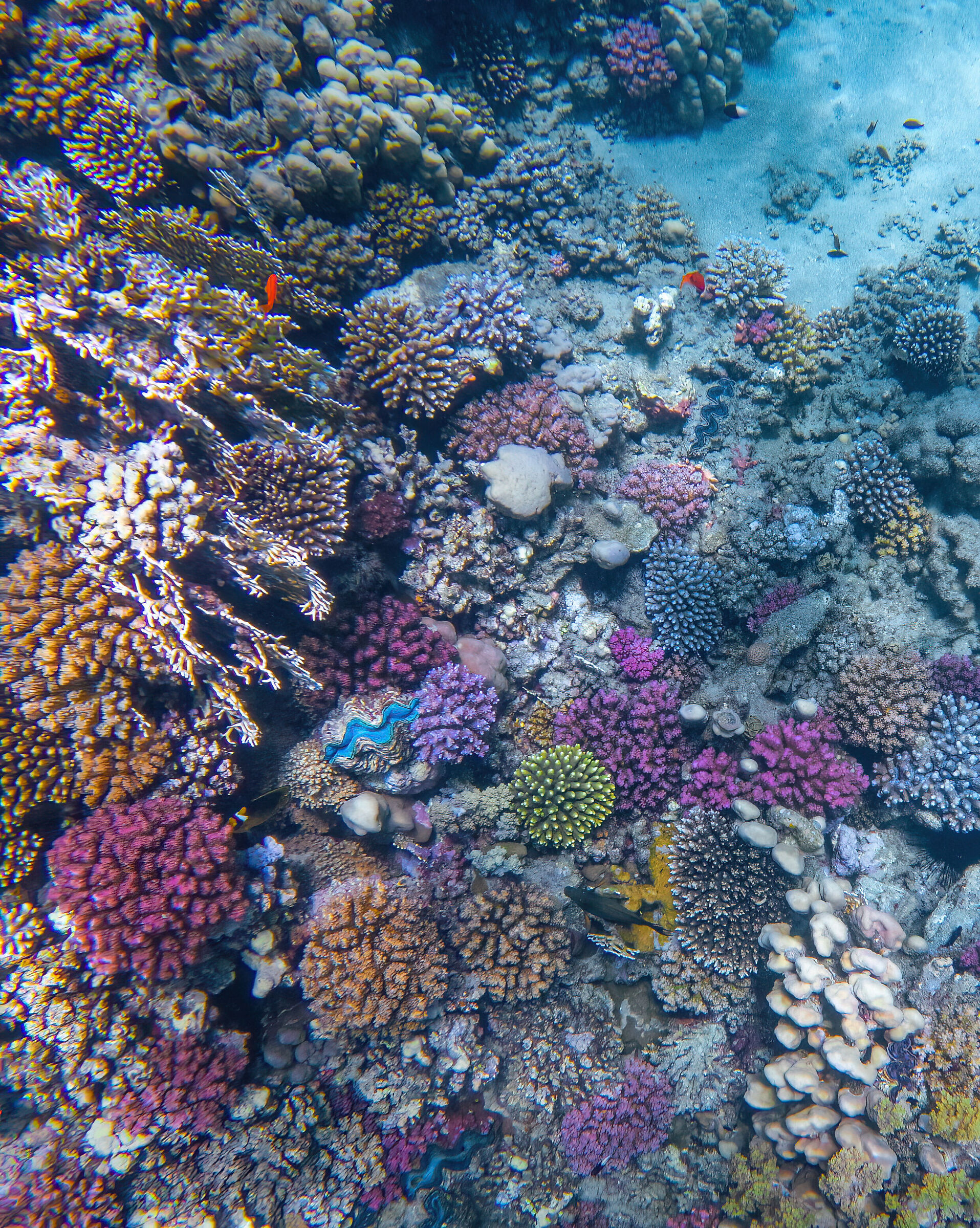 Marsa Alam Barriera corallina