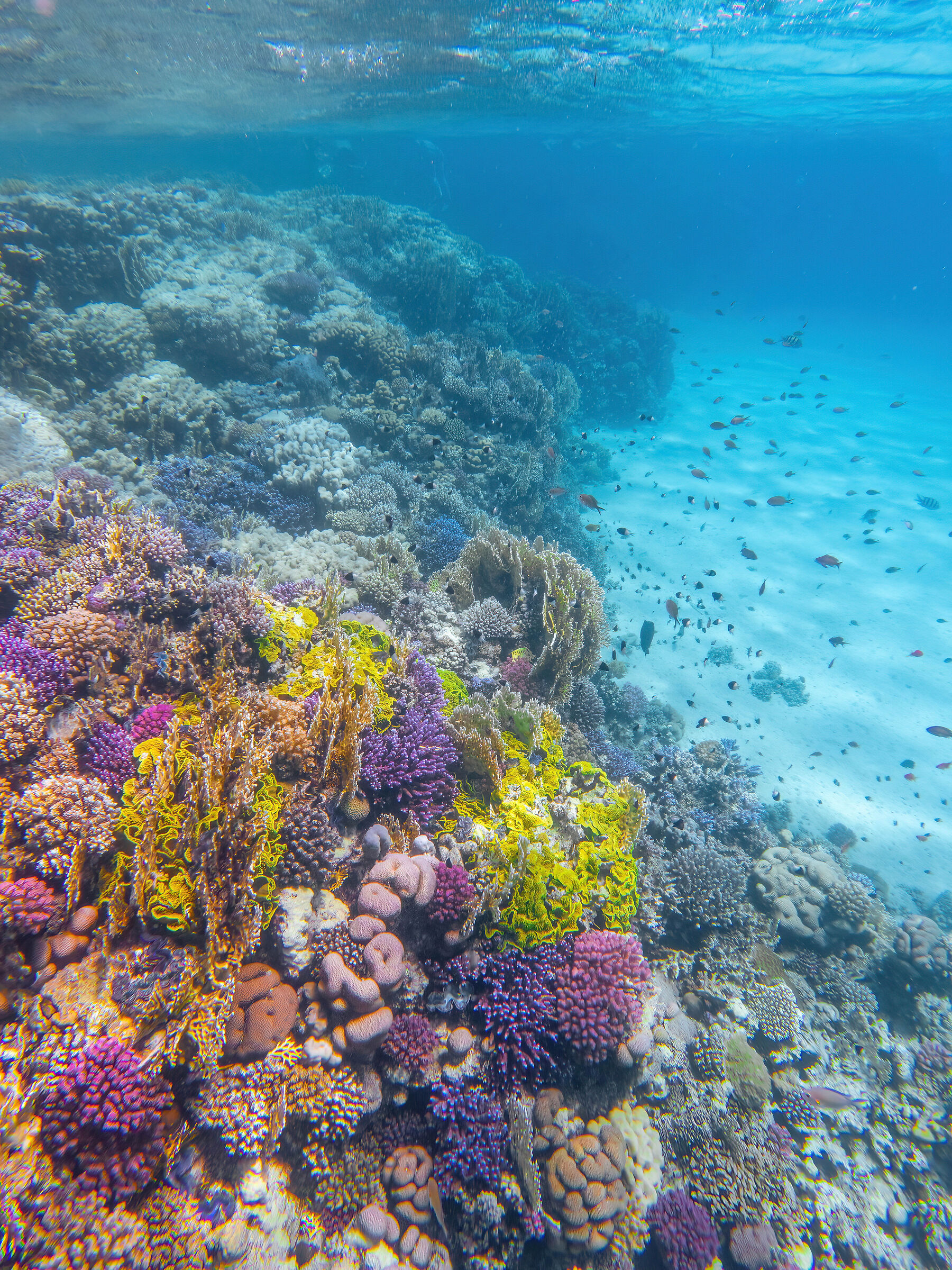 Marsa Alam Barriera corallina