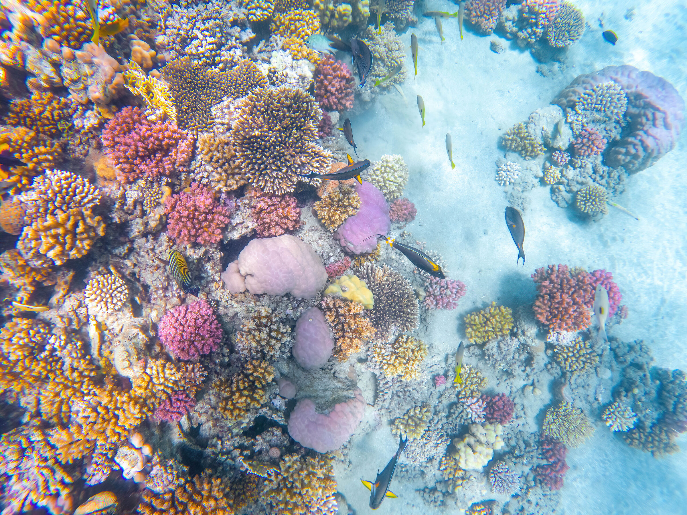Marsa Alam Barriera corallina