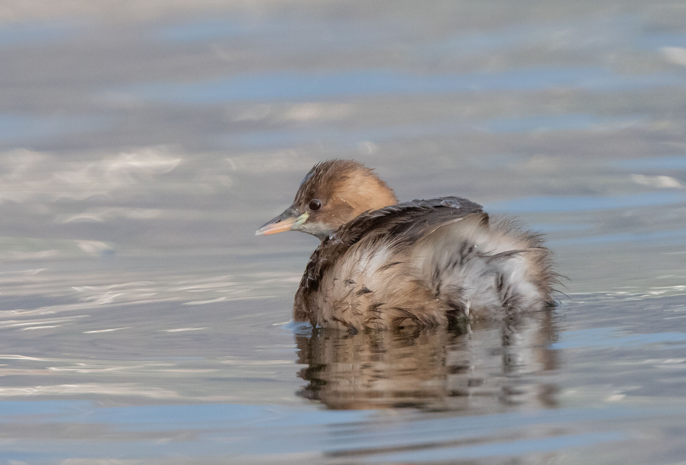dabchick