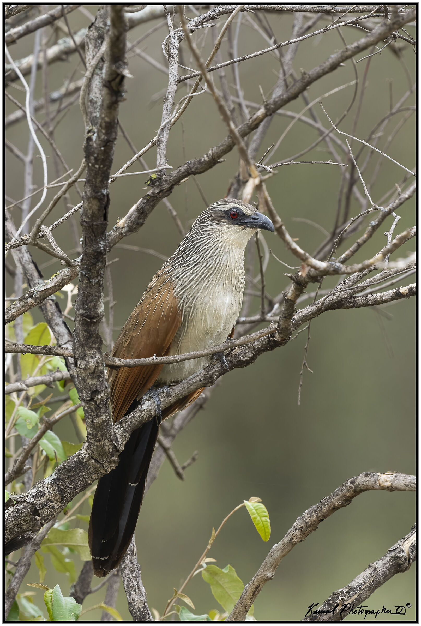 Centropus superciliosus