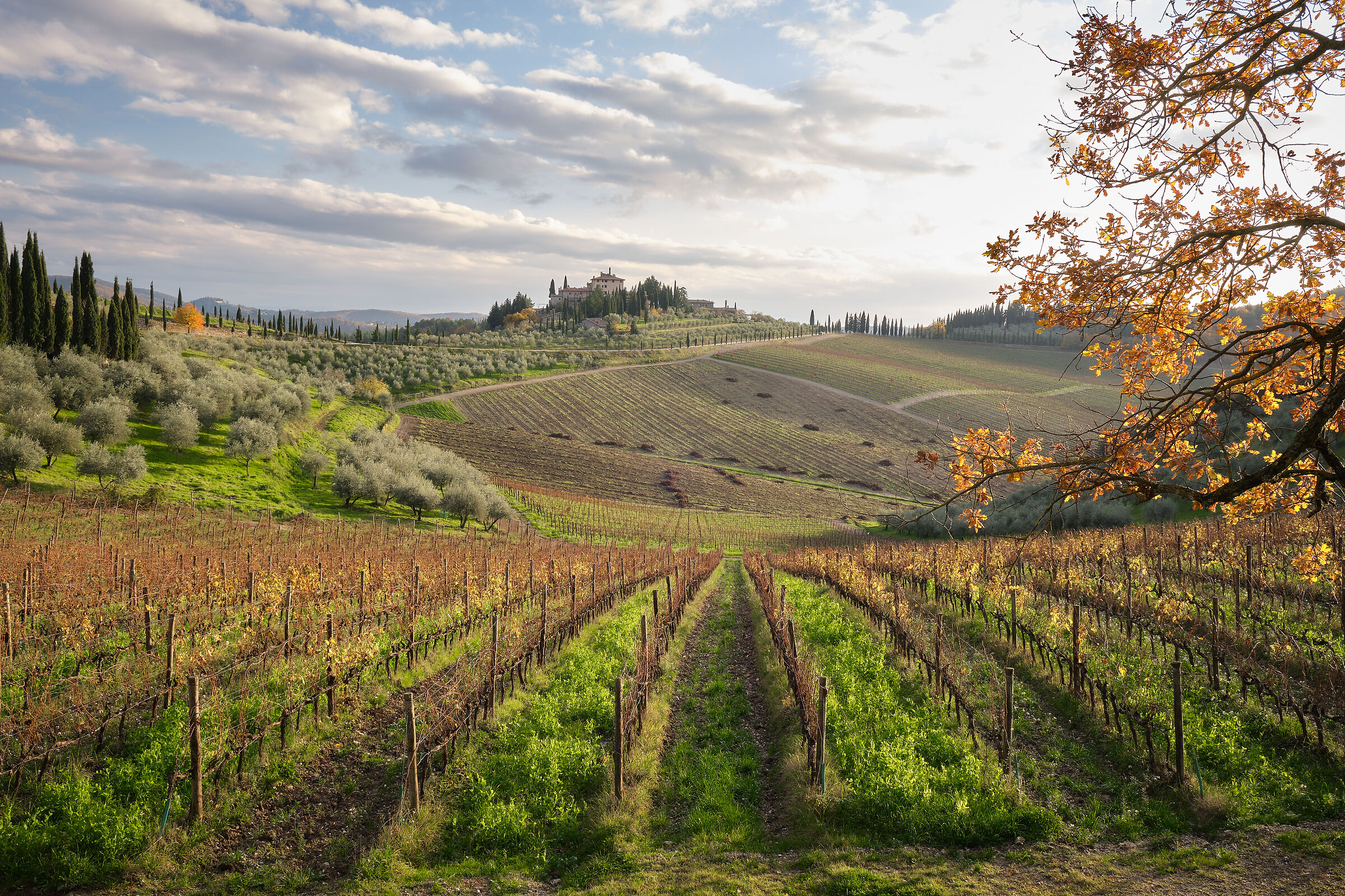 Vineyard in Chianti