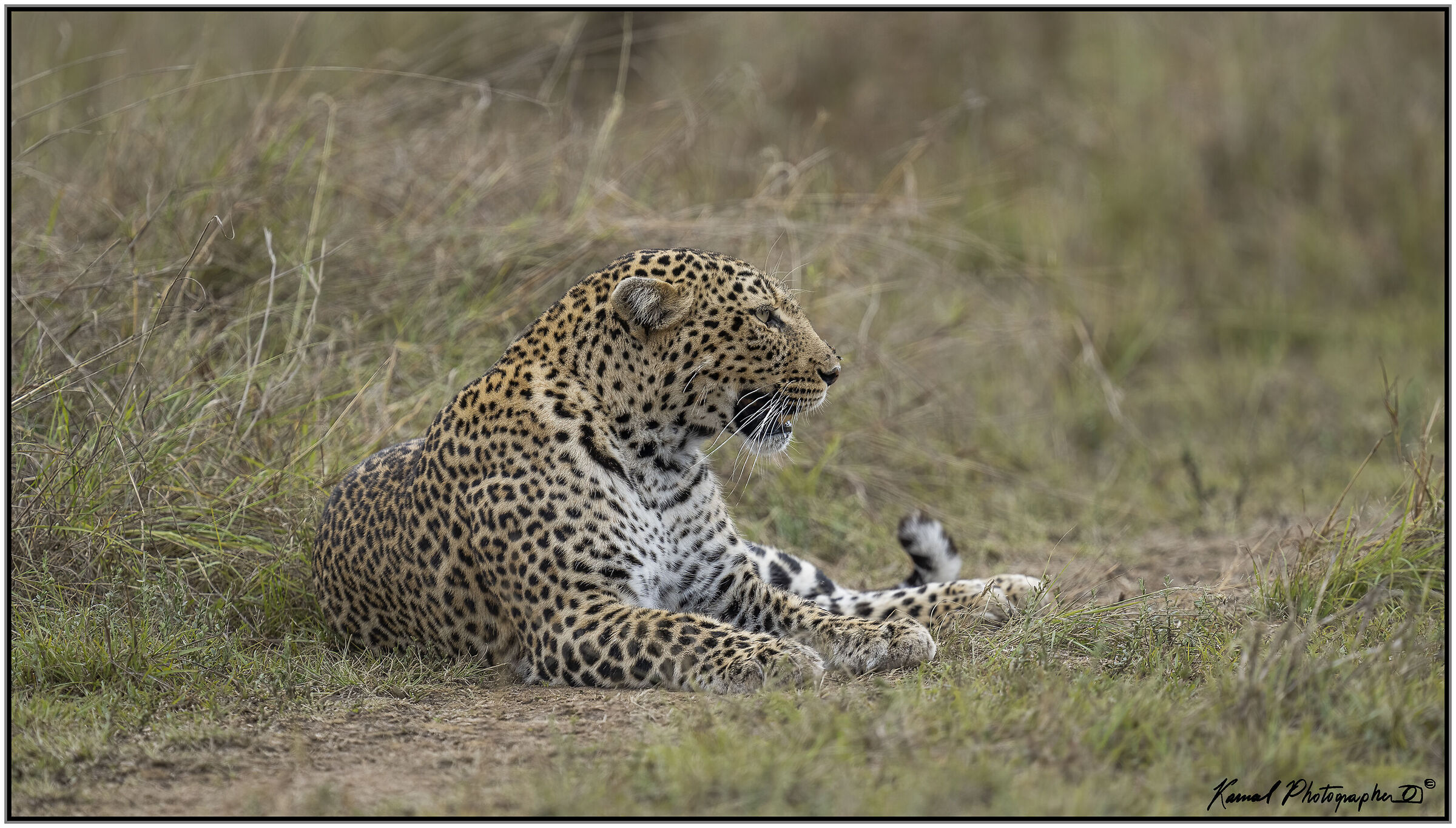 Panthera pardus