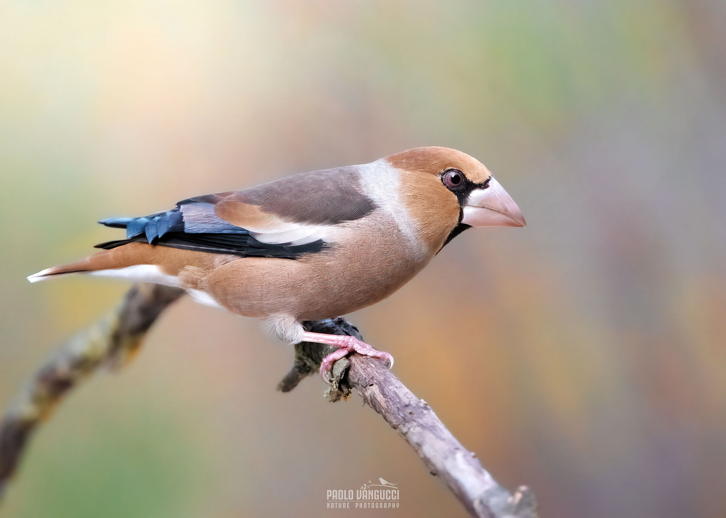 Hawfinch