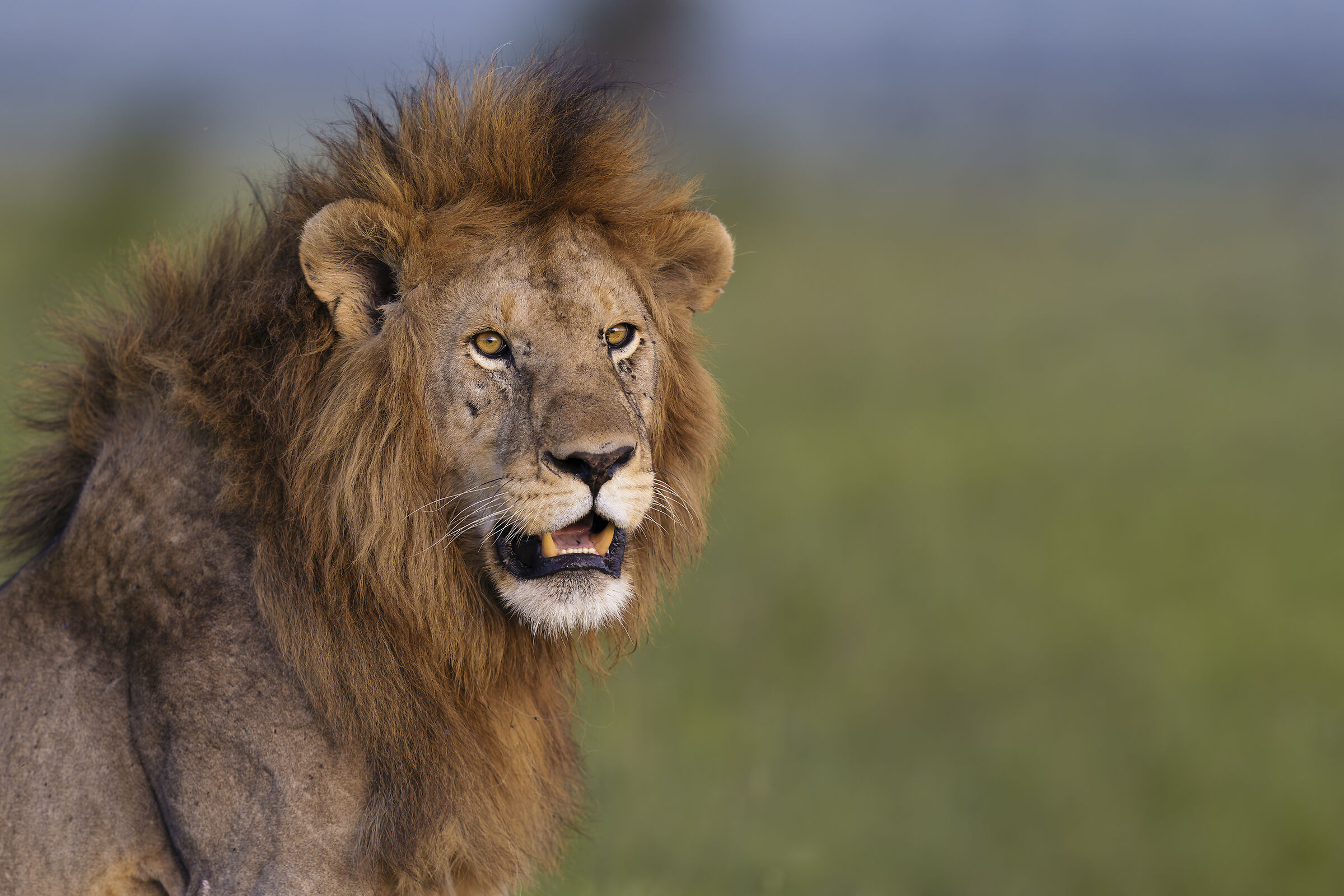 Lion, Serengeti.