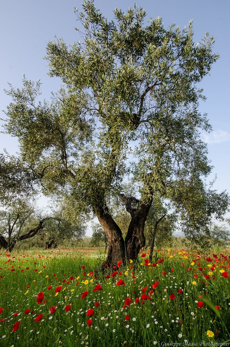 Primavera nella Daunia 4