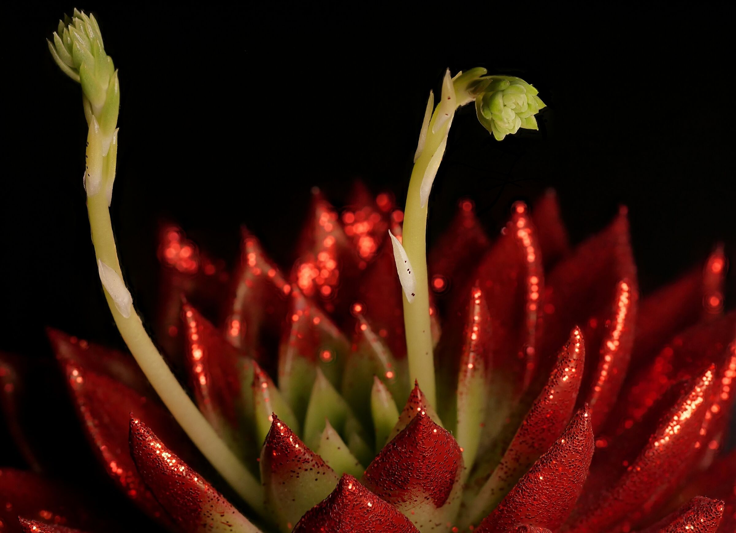 Fiery plant