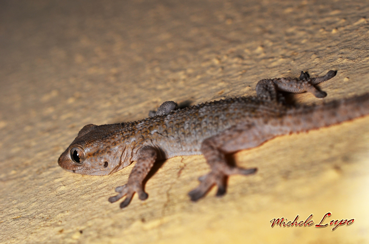 I recommend eating all the mosquitoes