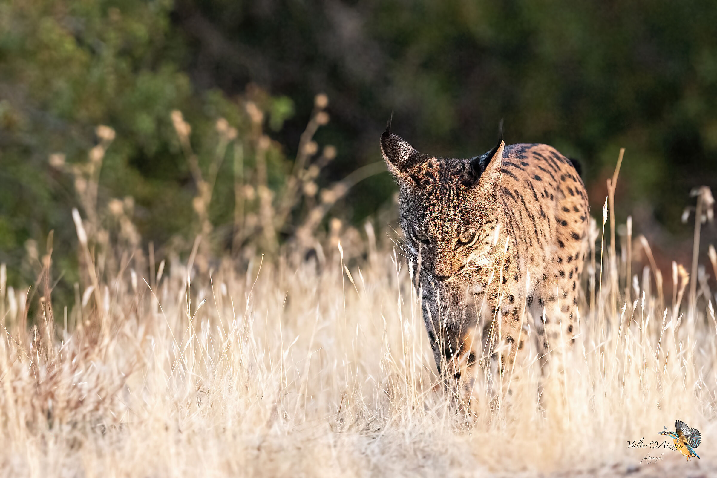 Lince pardina giovane