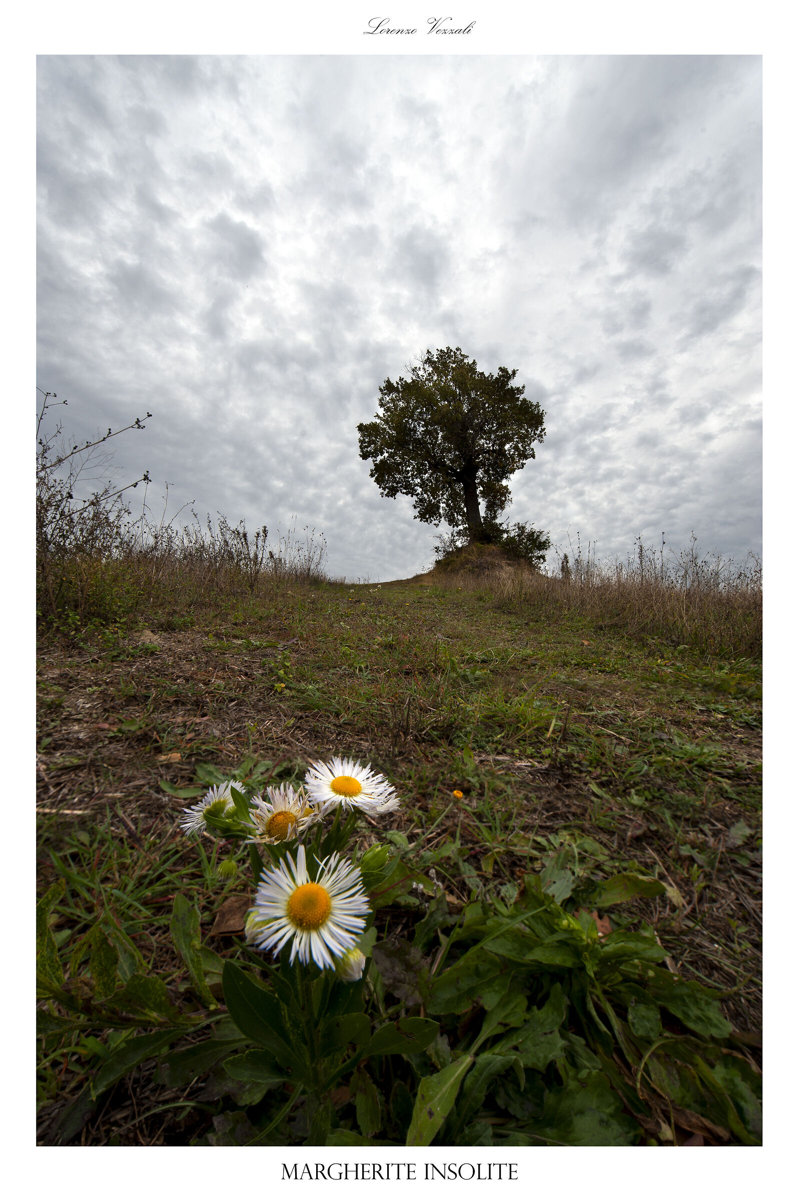 Margherite di collina