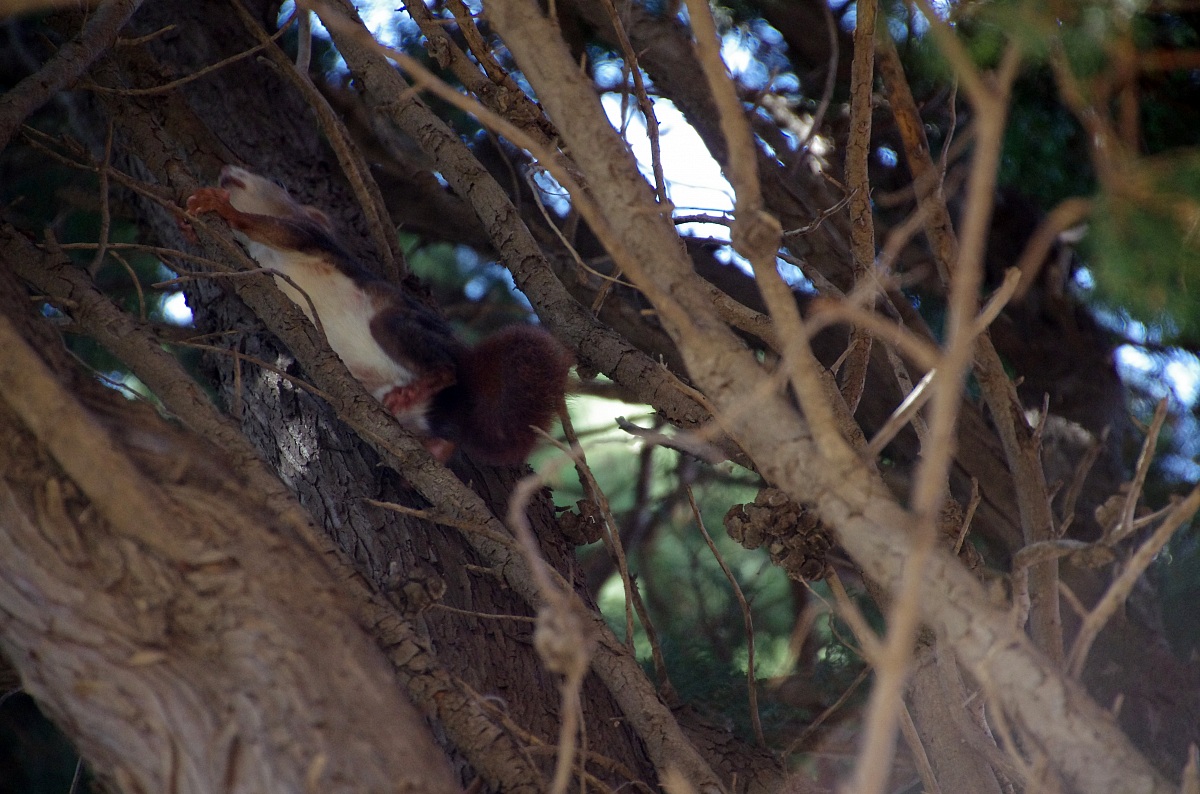 squirrel Alkazaba Malaga