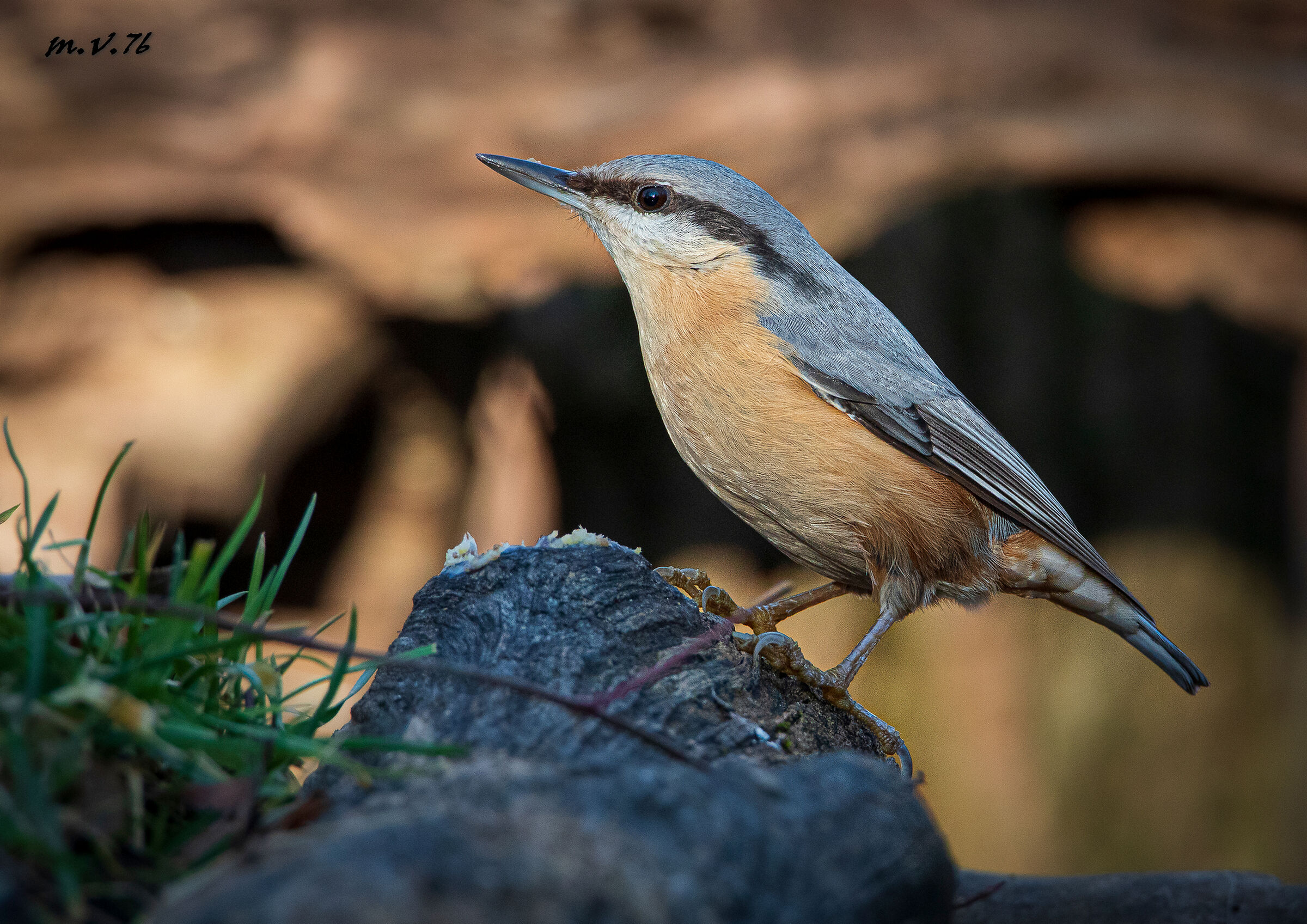 Picchio muratore - Sitta europaea