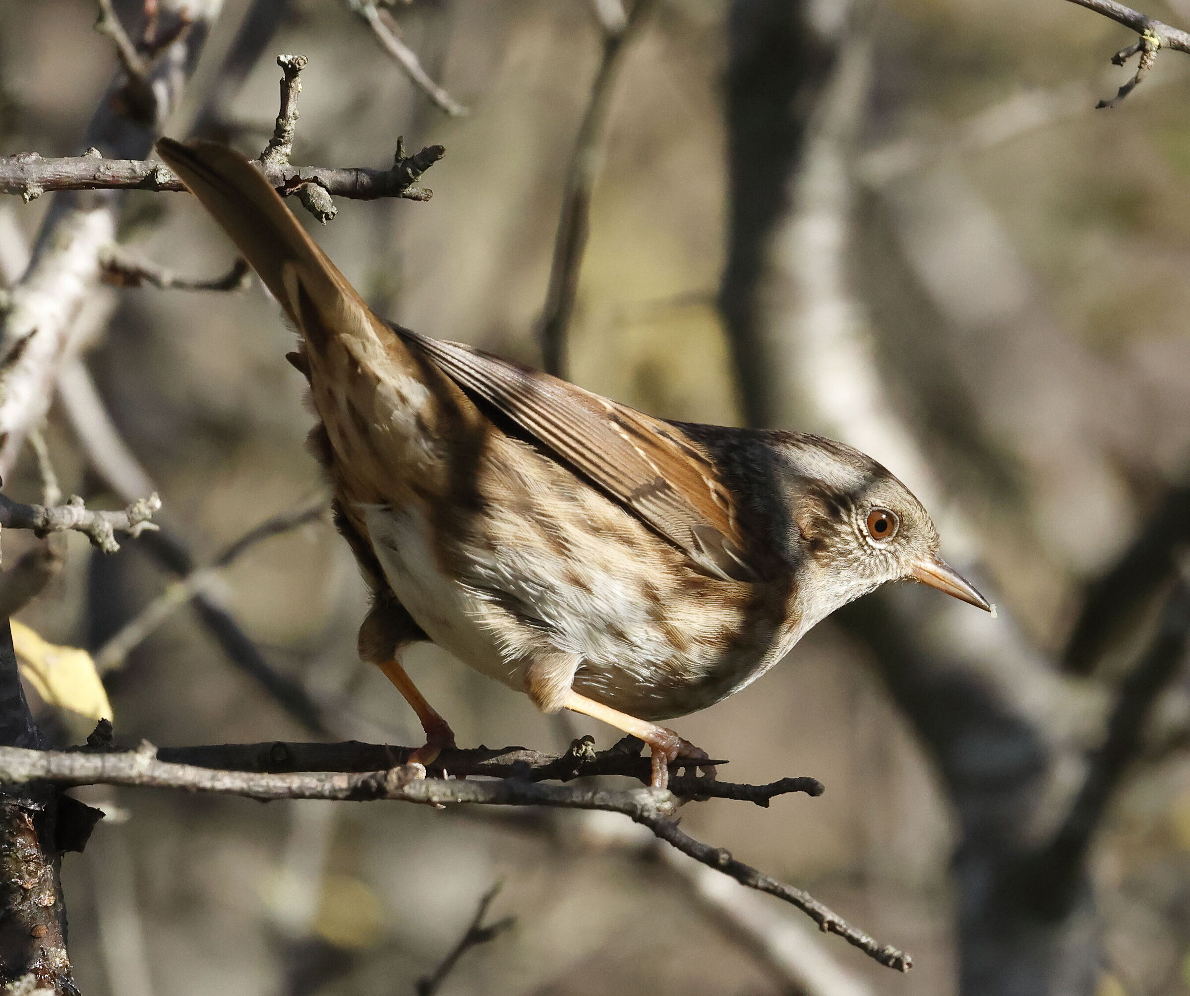 Dunnock
