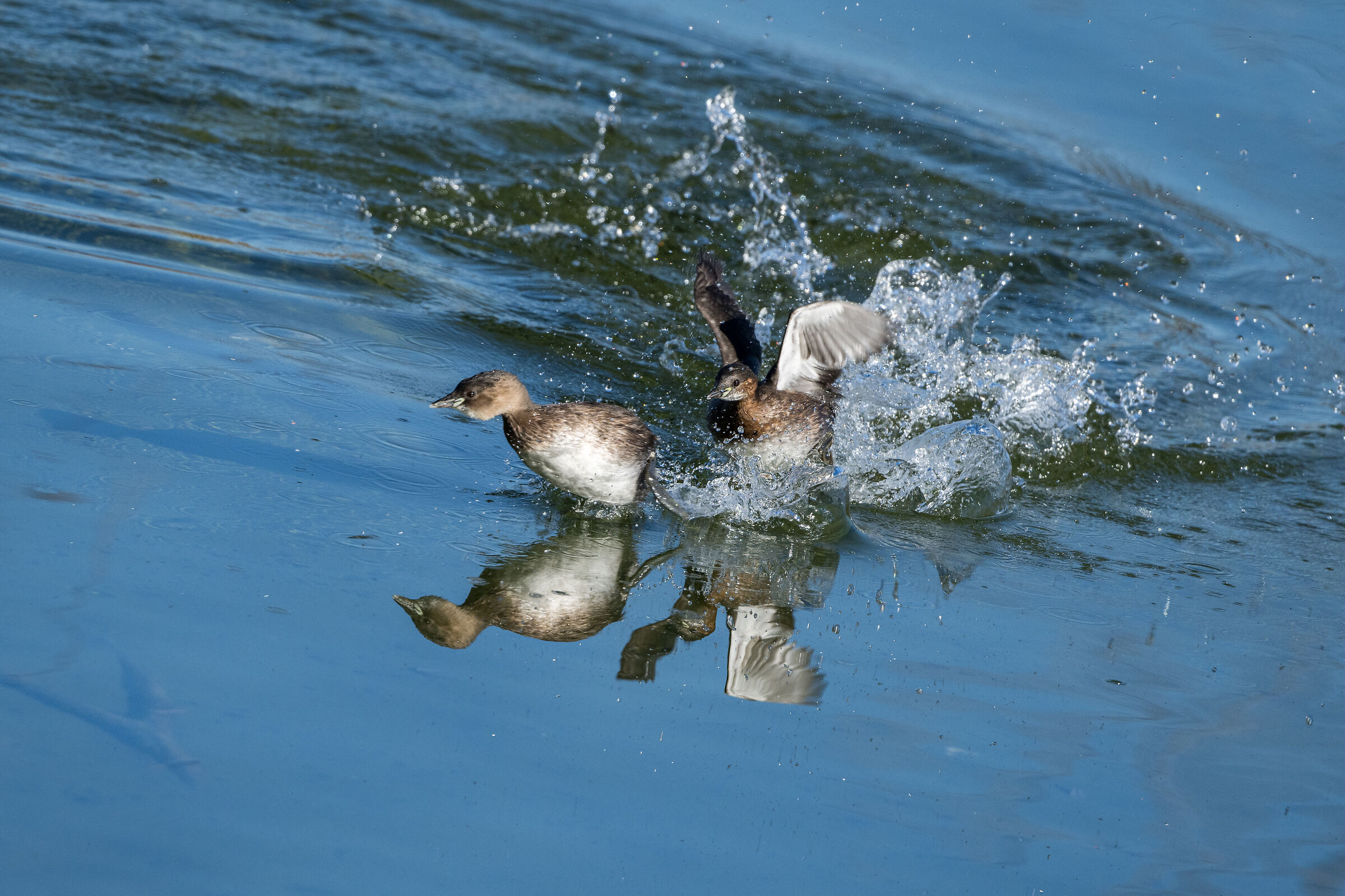 Young Crake