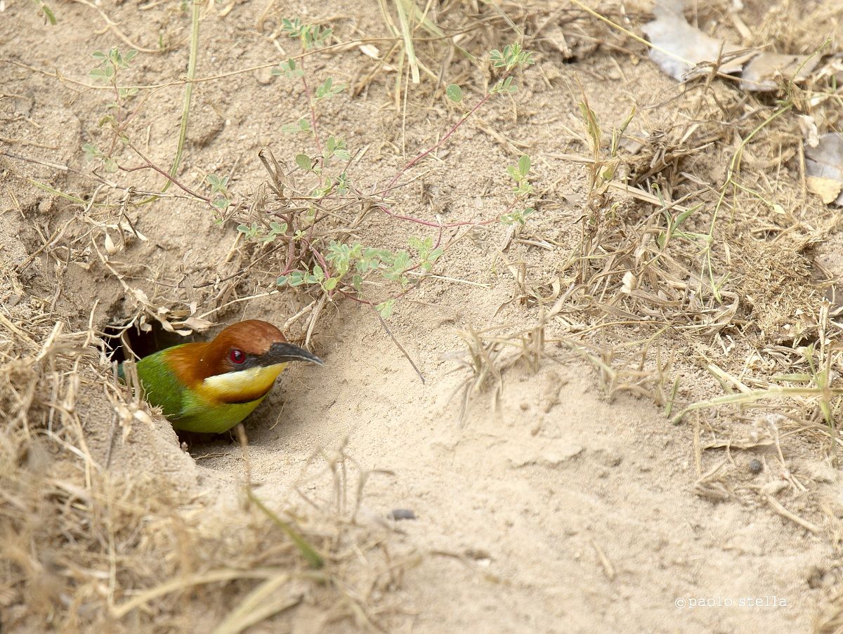chestnut-headed bee-eater