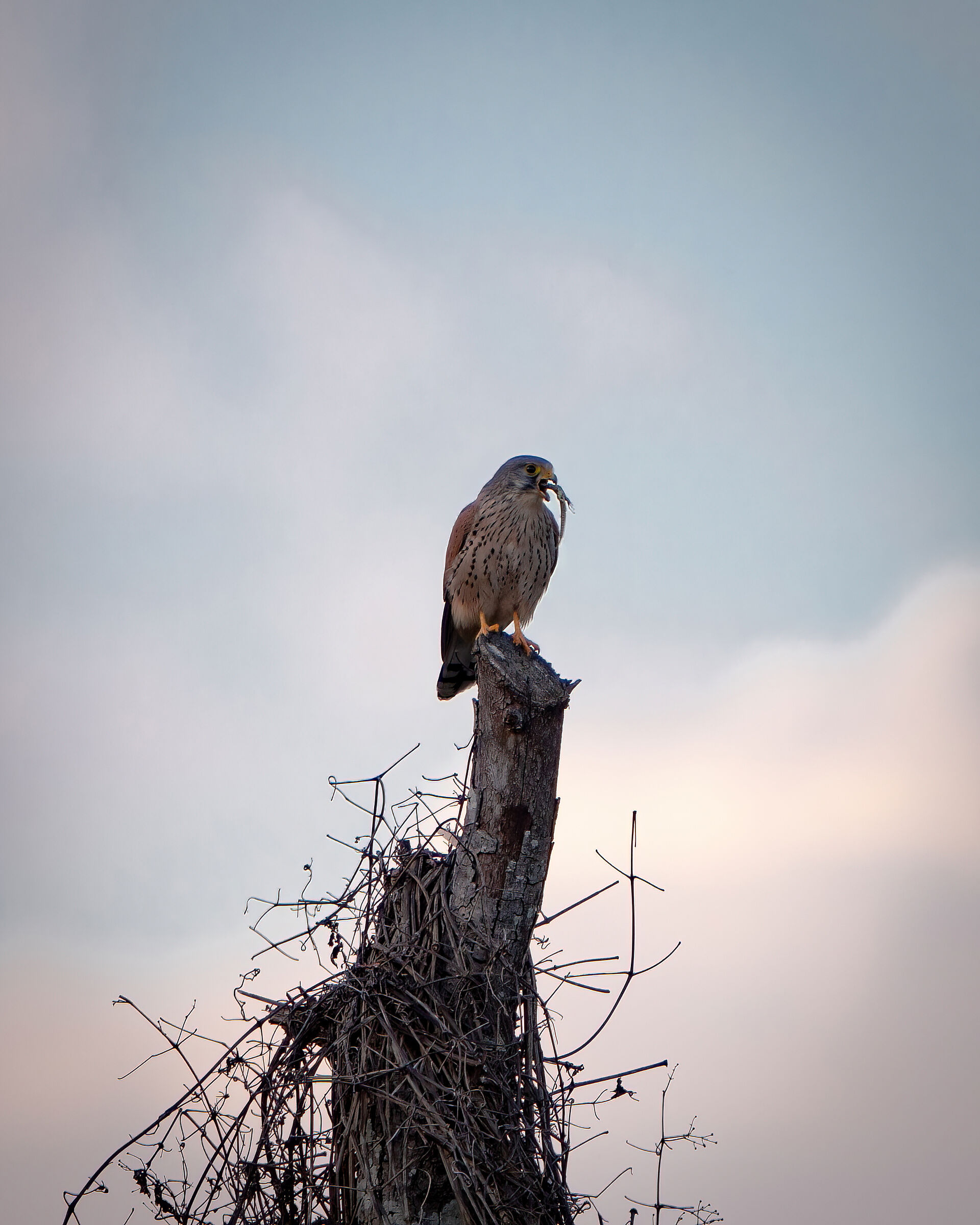 Kestrel with prey