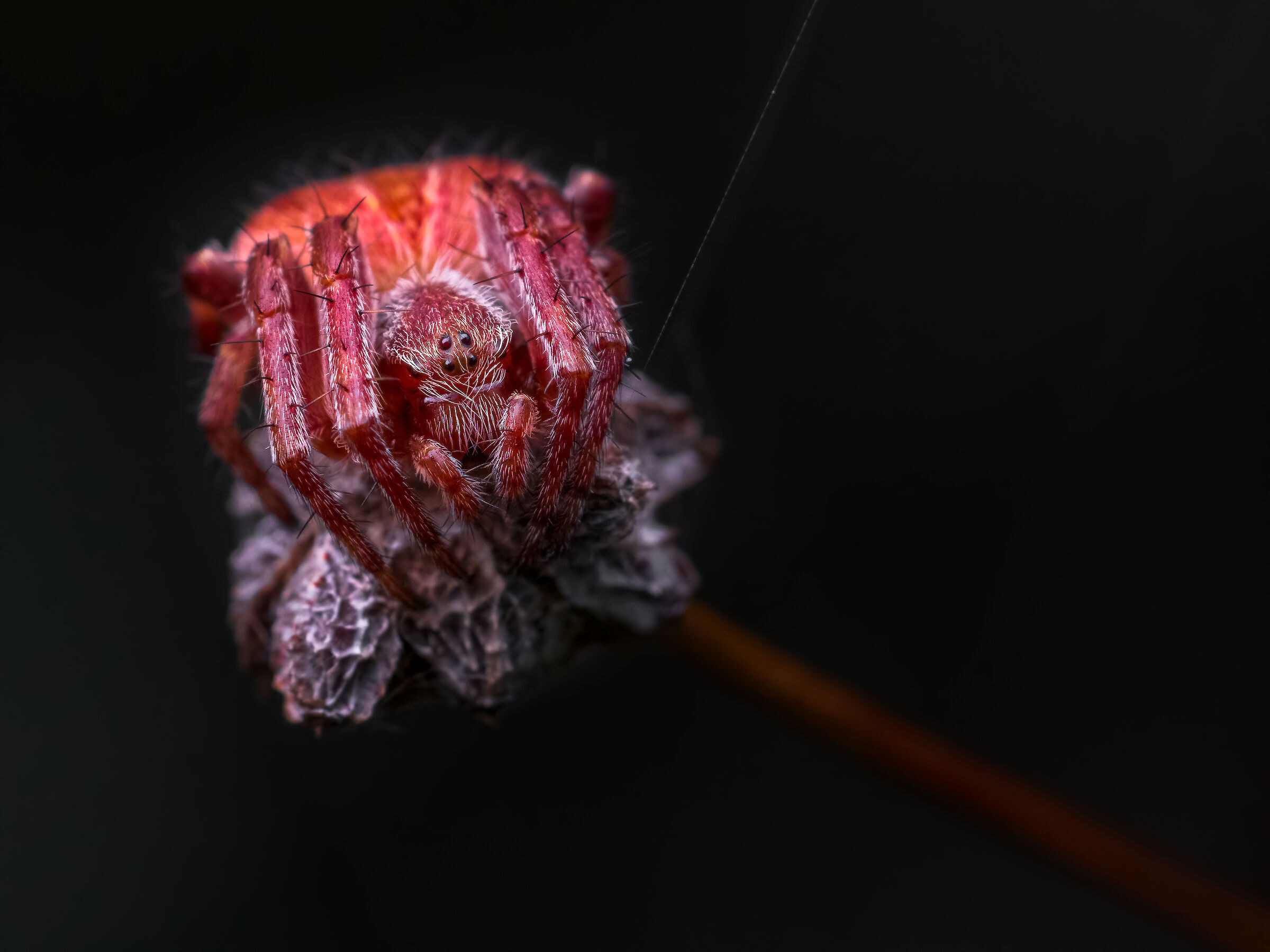 Araneus sturmi