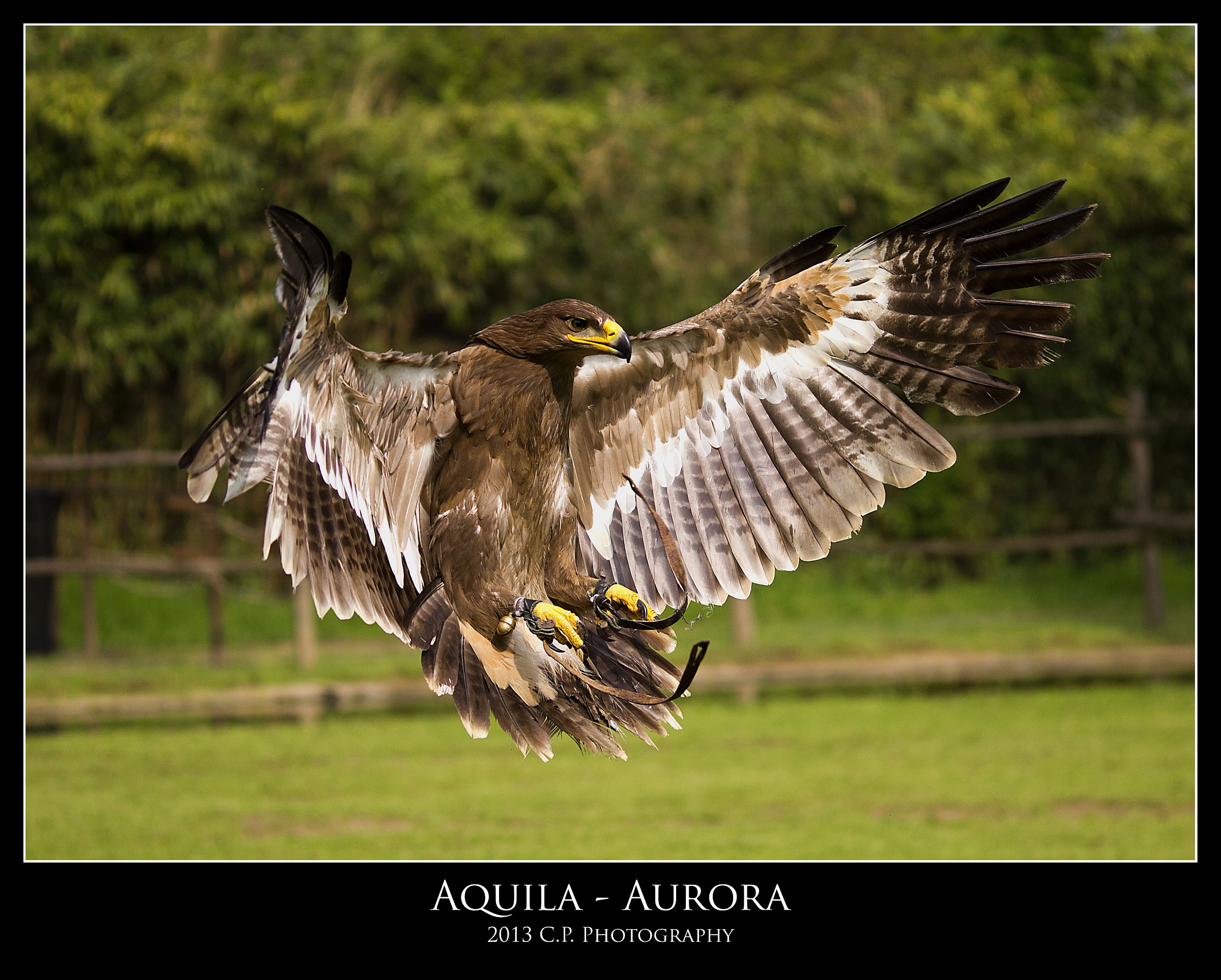 Aquila
