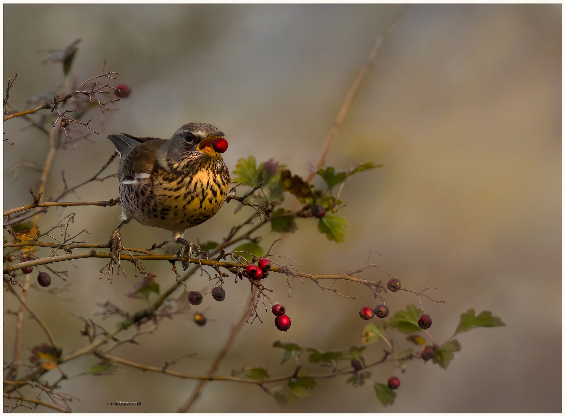 Cesena eat berries, but berries pear in flight