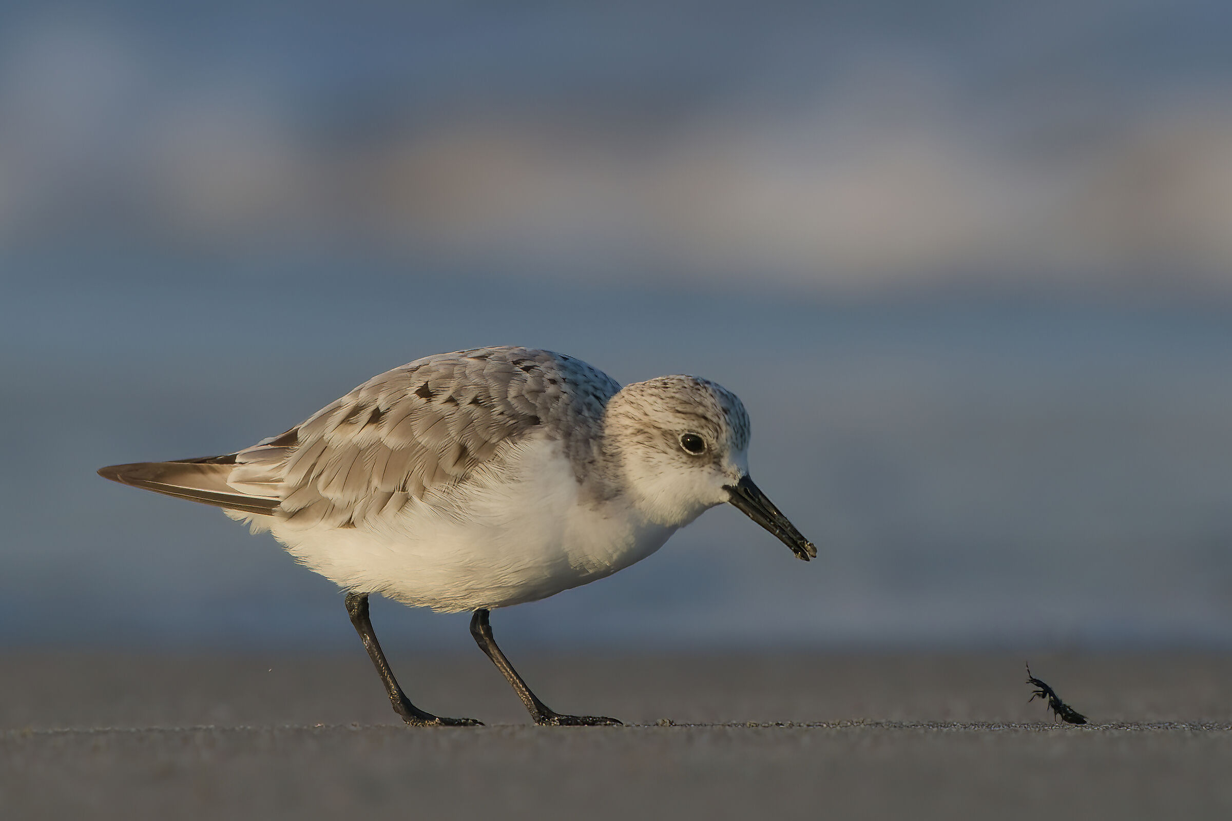 Three-toed sandpiper