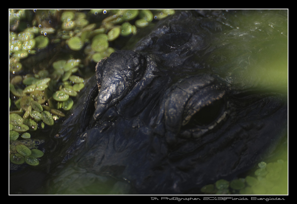 everglades 7