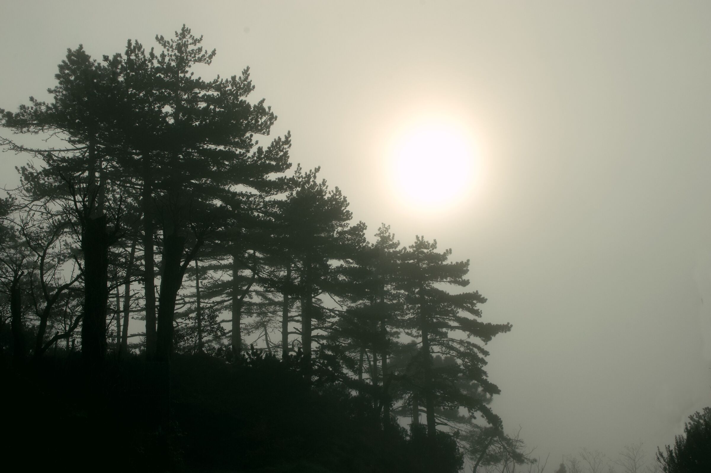 Pale sun over misty forests