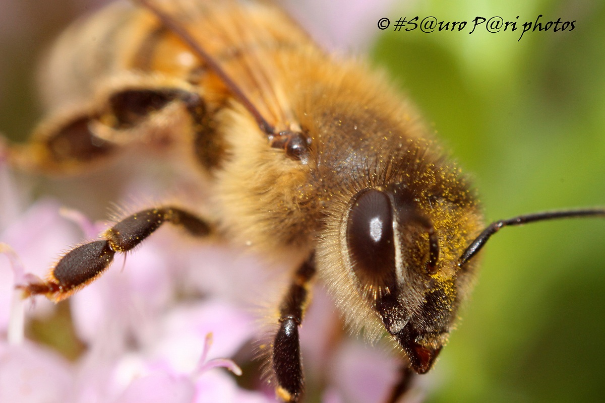 on the flowers of thyme ...