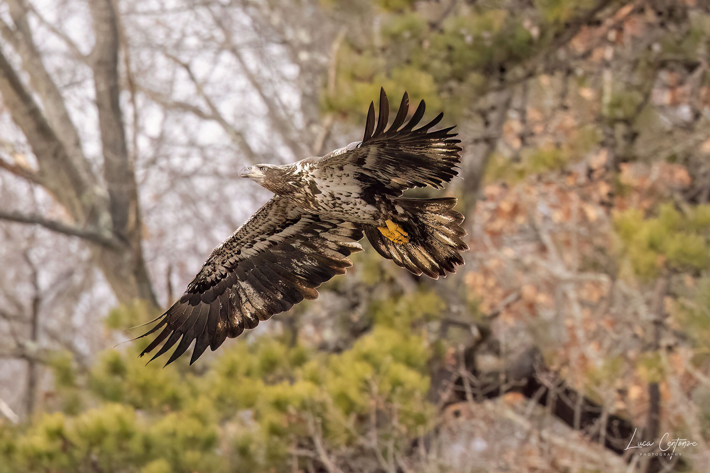 Giovane Bald Eagle (Heliaeetus leucocephalus)