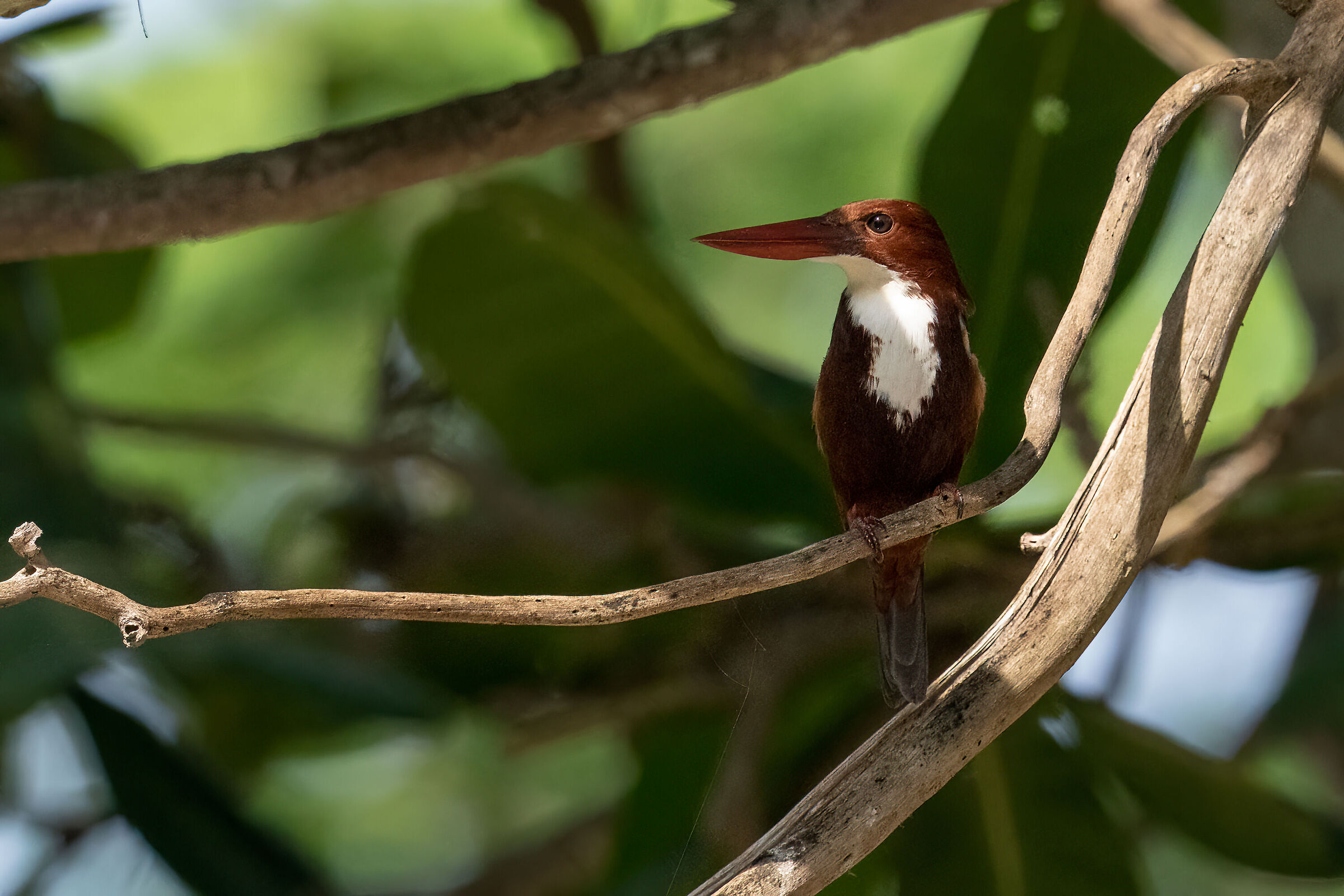 White throated kingfisher (Halcyon smyrnensis)