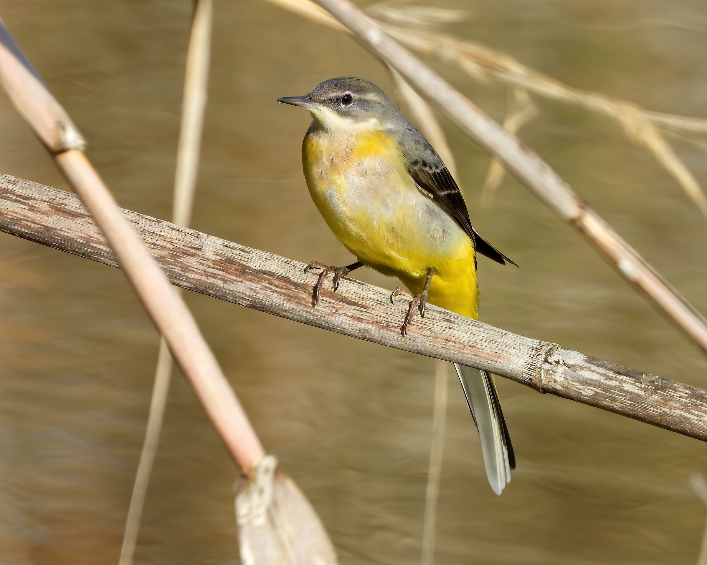 Grey wagtail