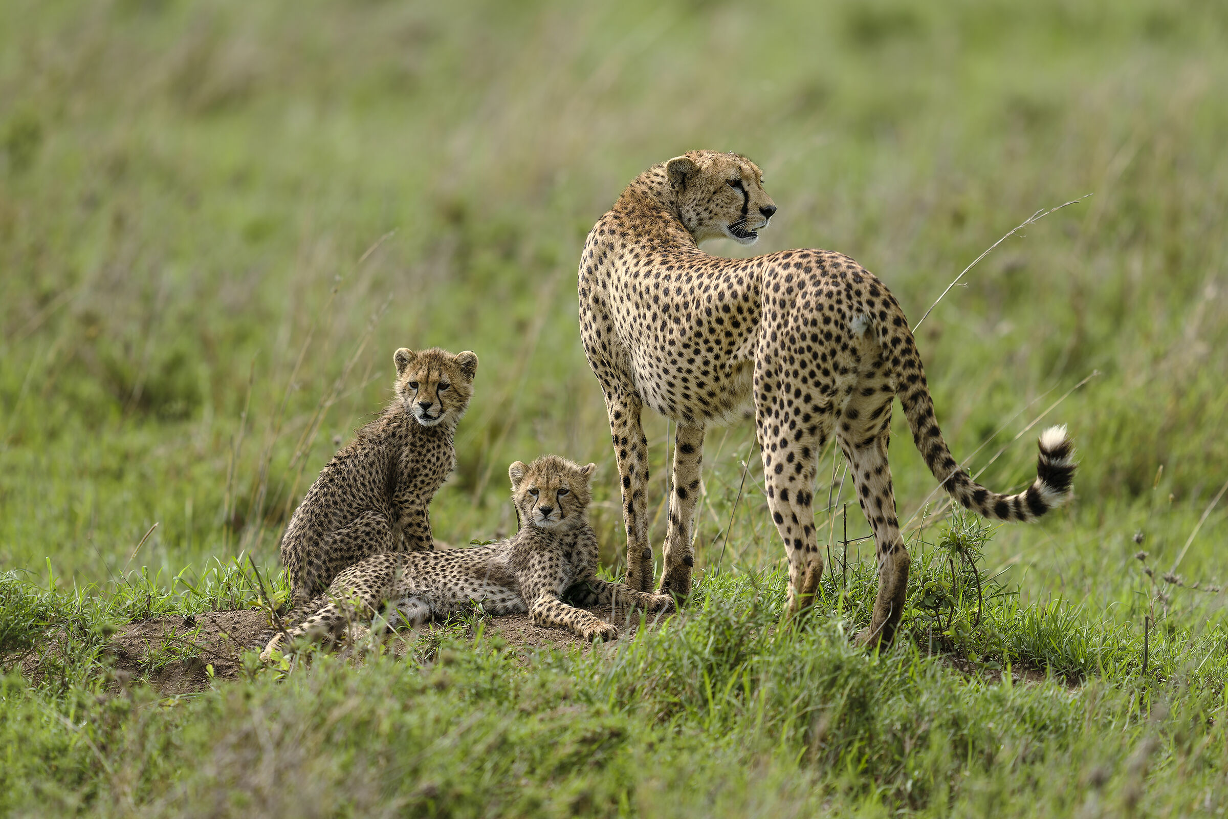Cheetahs, Serengeti.