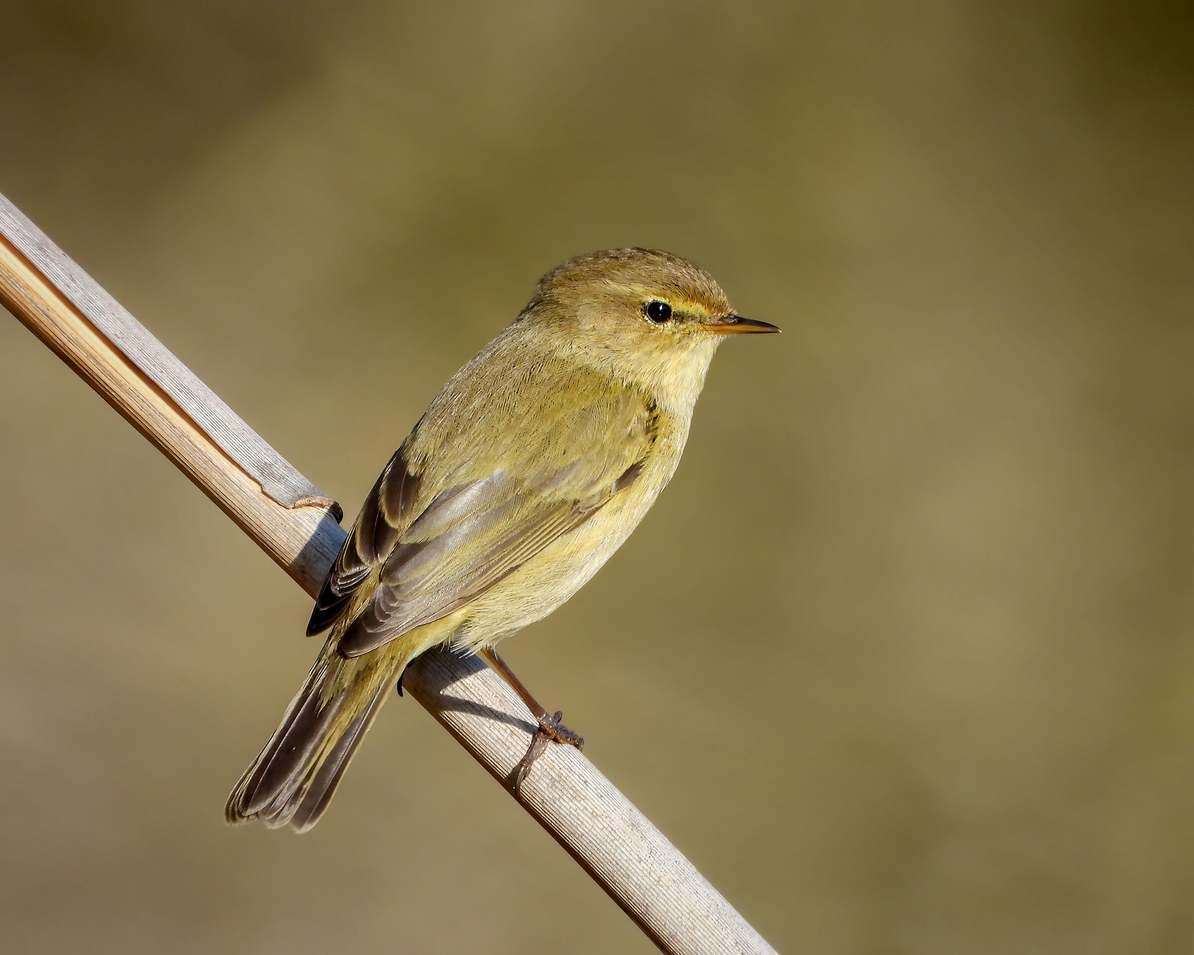 Chiffchaff
