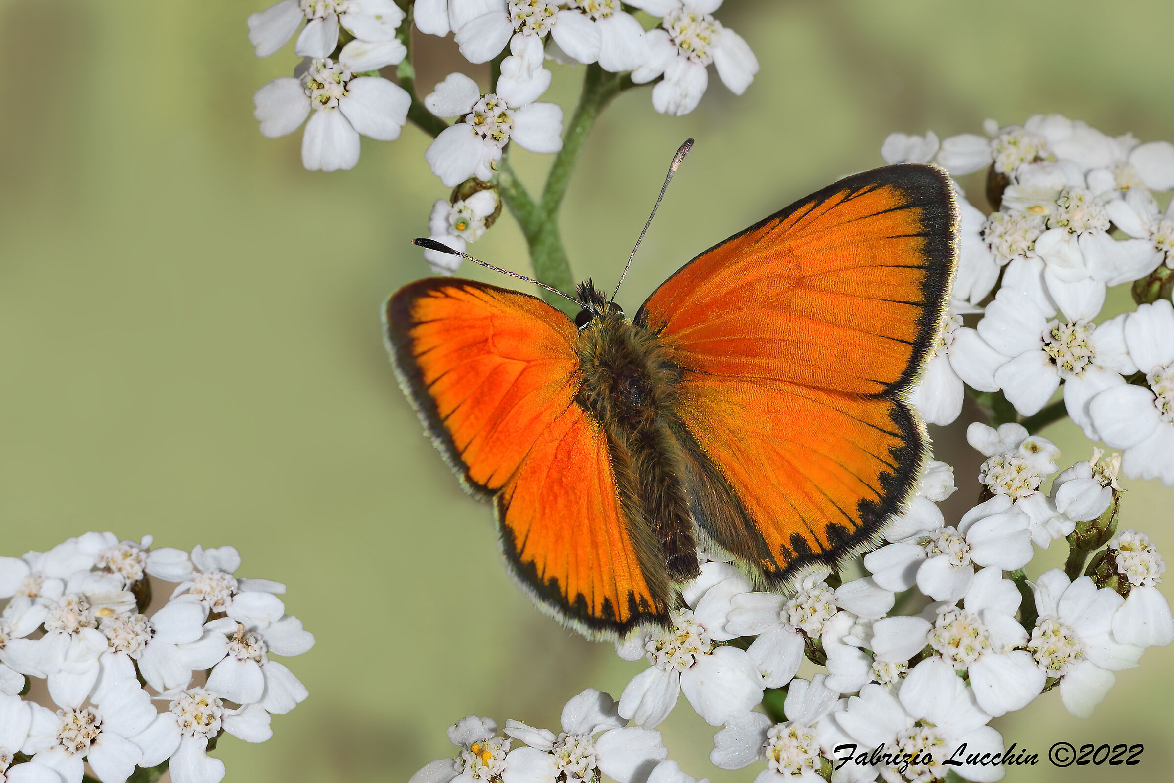 Lycaena virgaureae  (maschio)