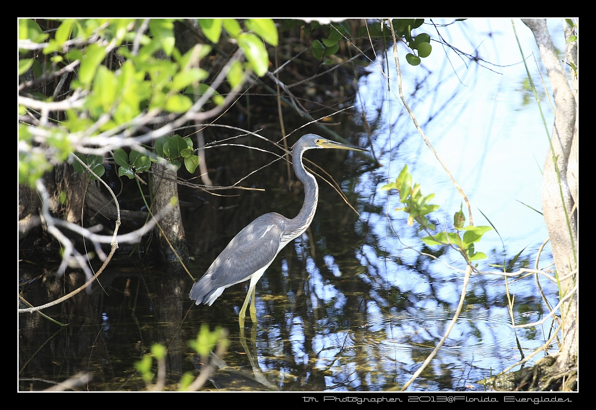 everglades 10