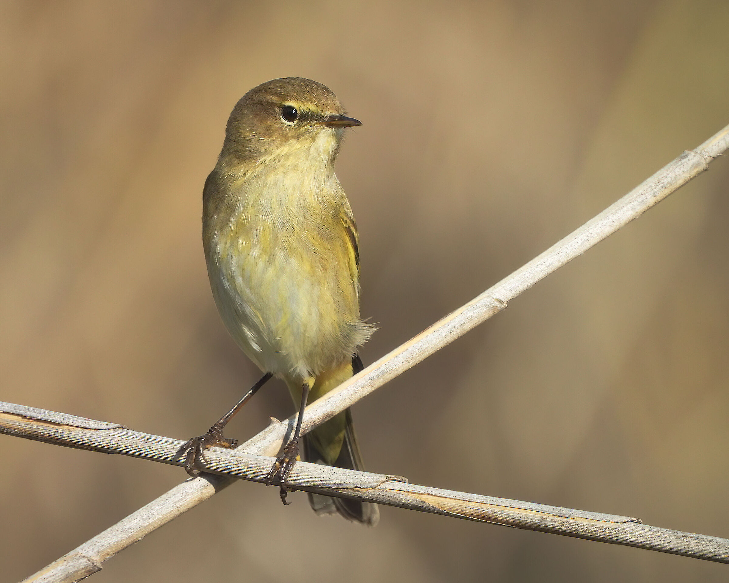 Chiffchaff