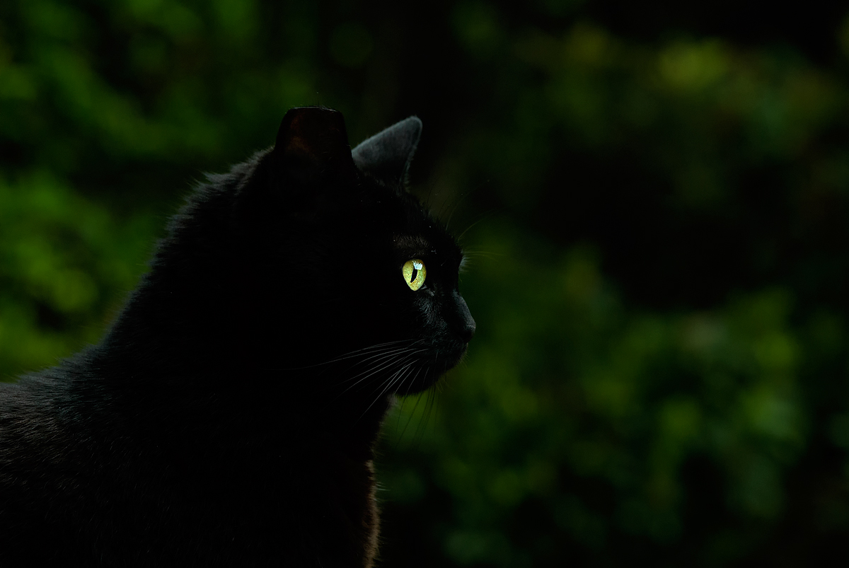 La mia piccola pantera!