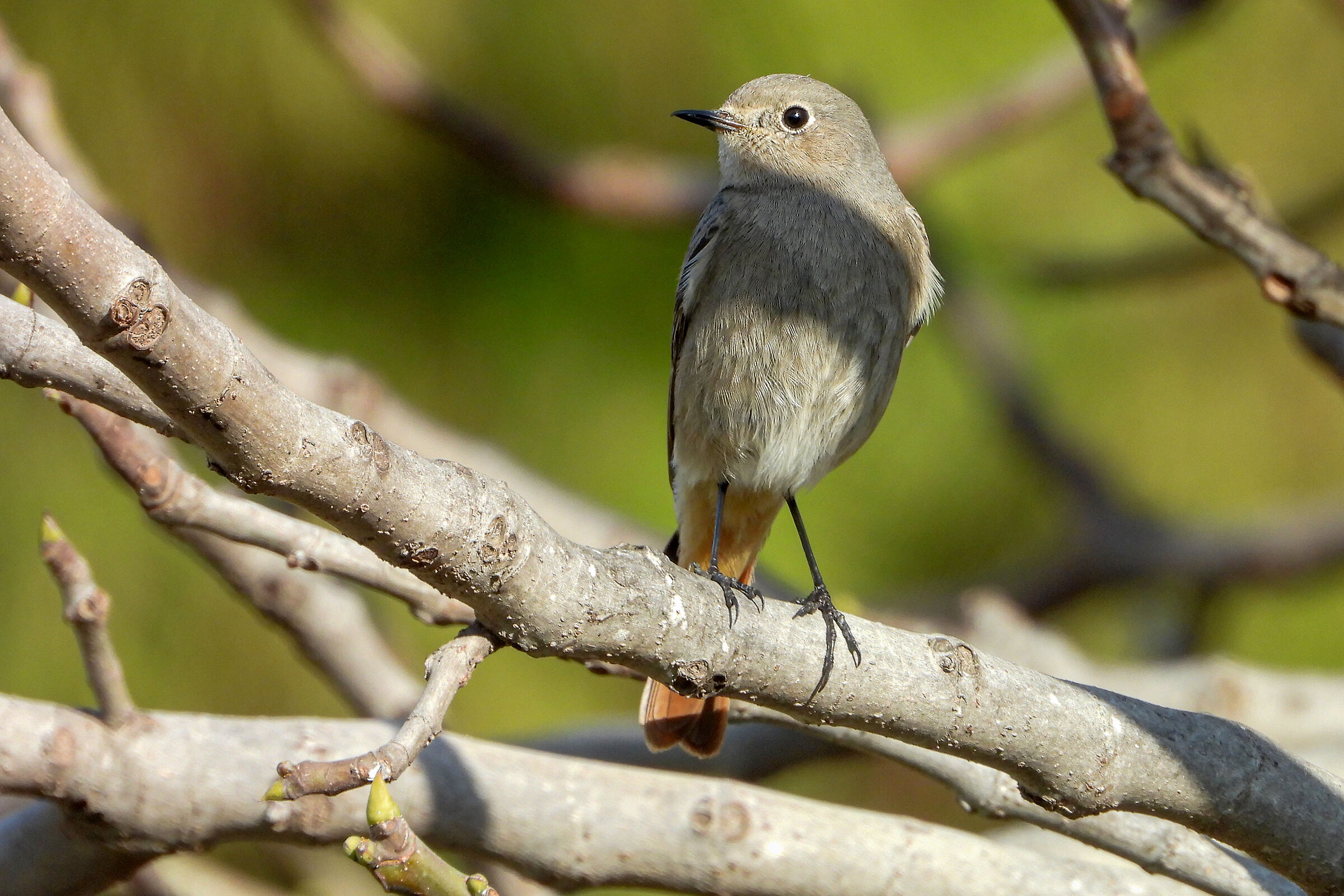 Redstart female chimney sweep