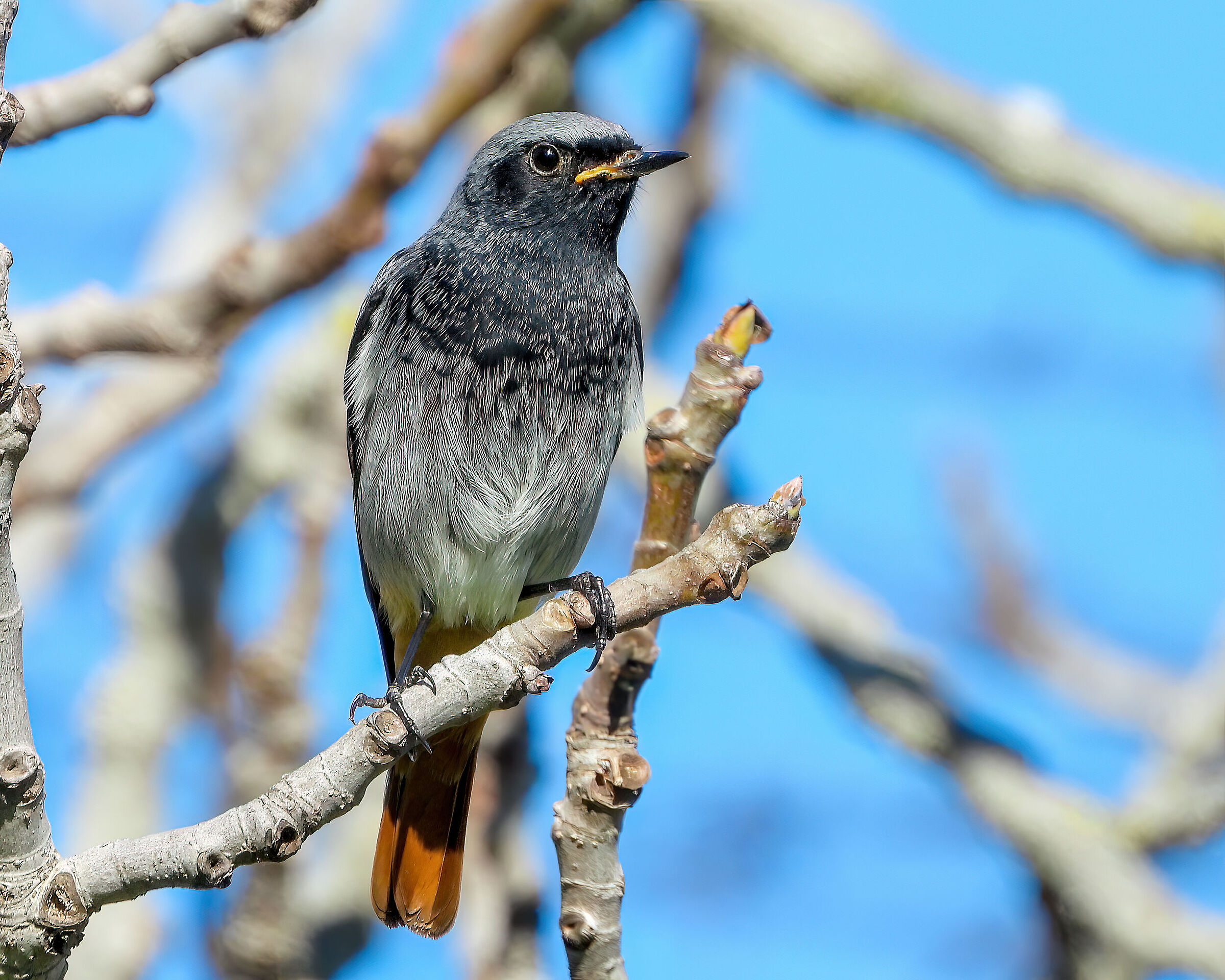 Redstart male chimney sweep