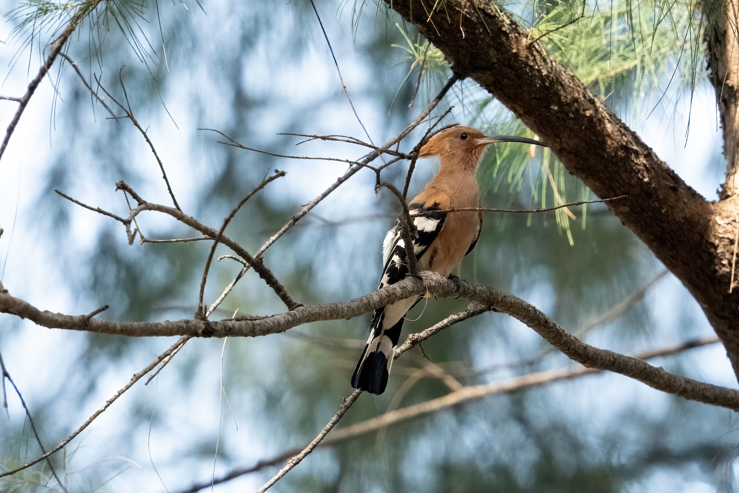 Hoopoe near Sirinat beach