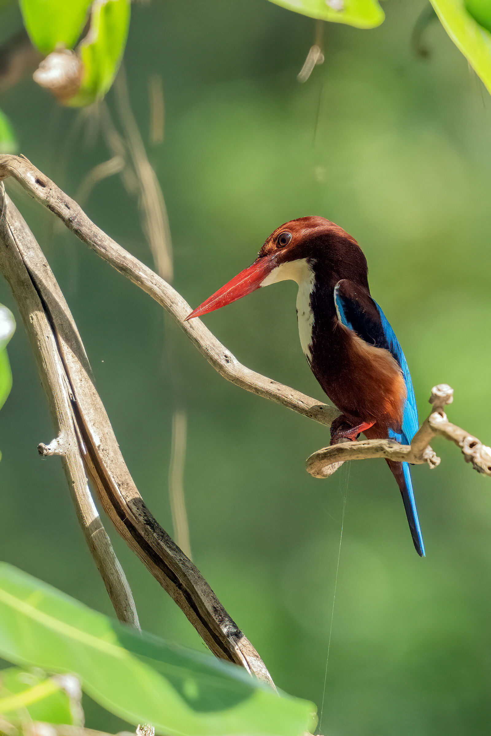 White Throat Kingfisher (Halcyon smyrnensis)