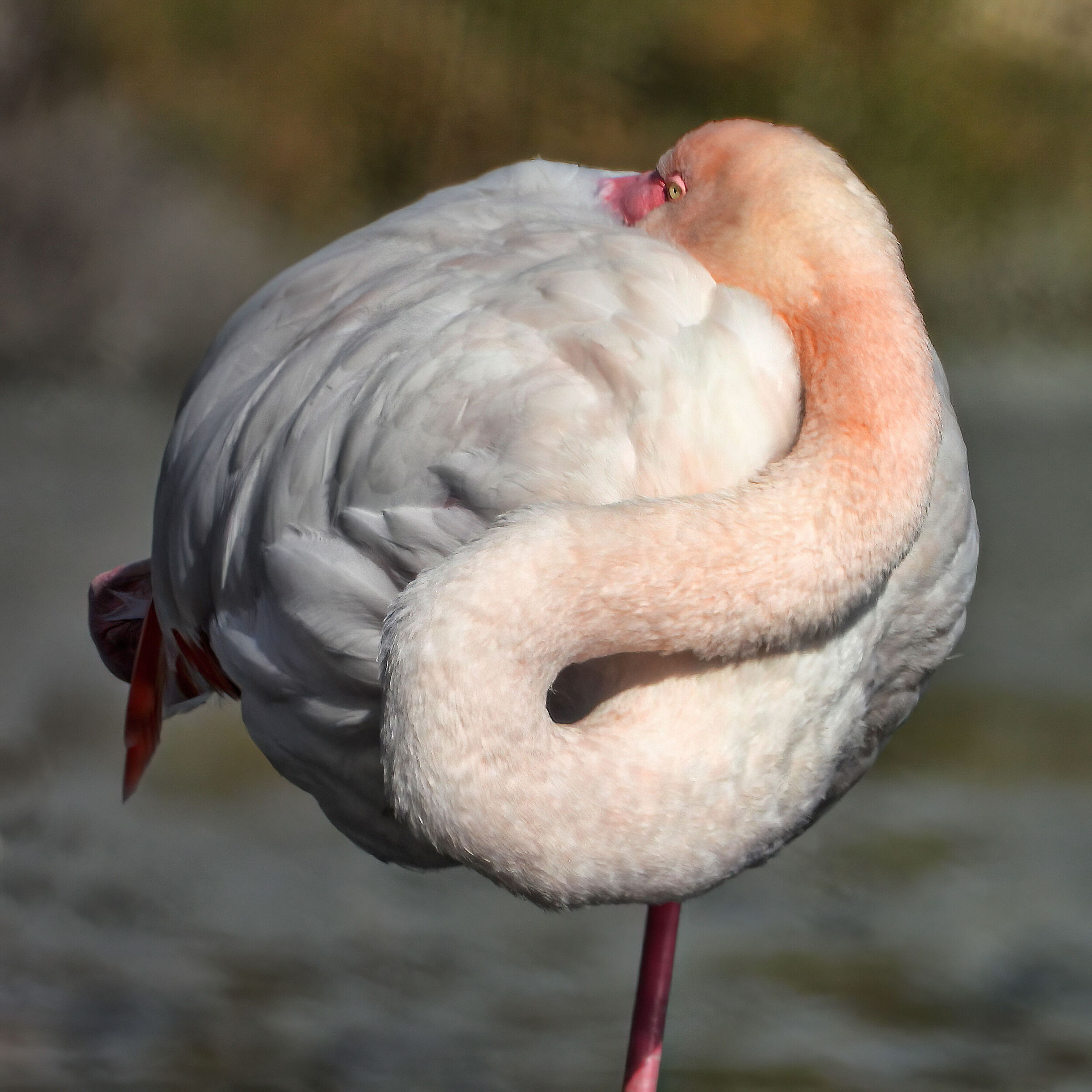 Pink flamingo