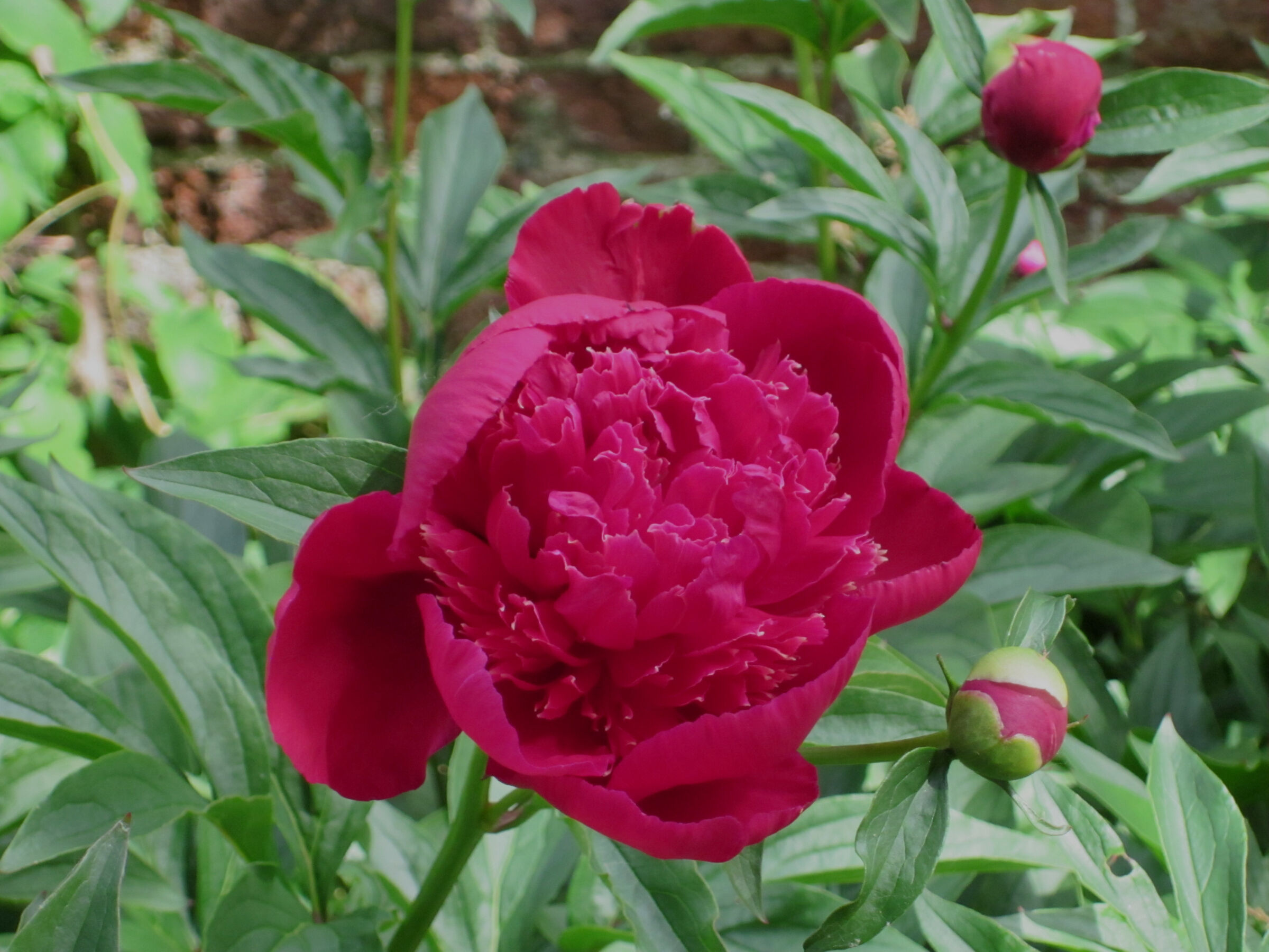 peony