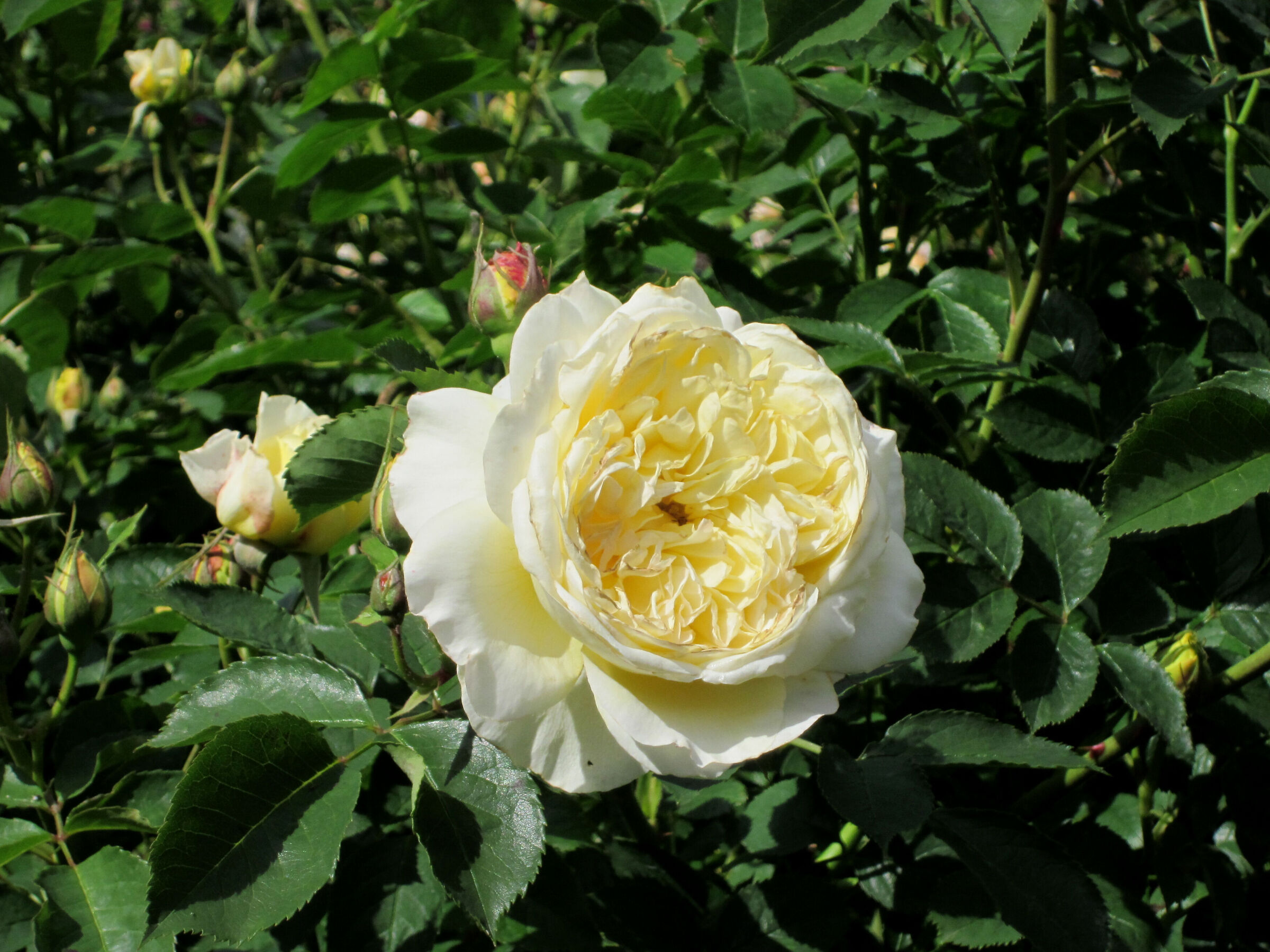 rose odorata
